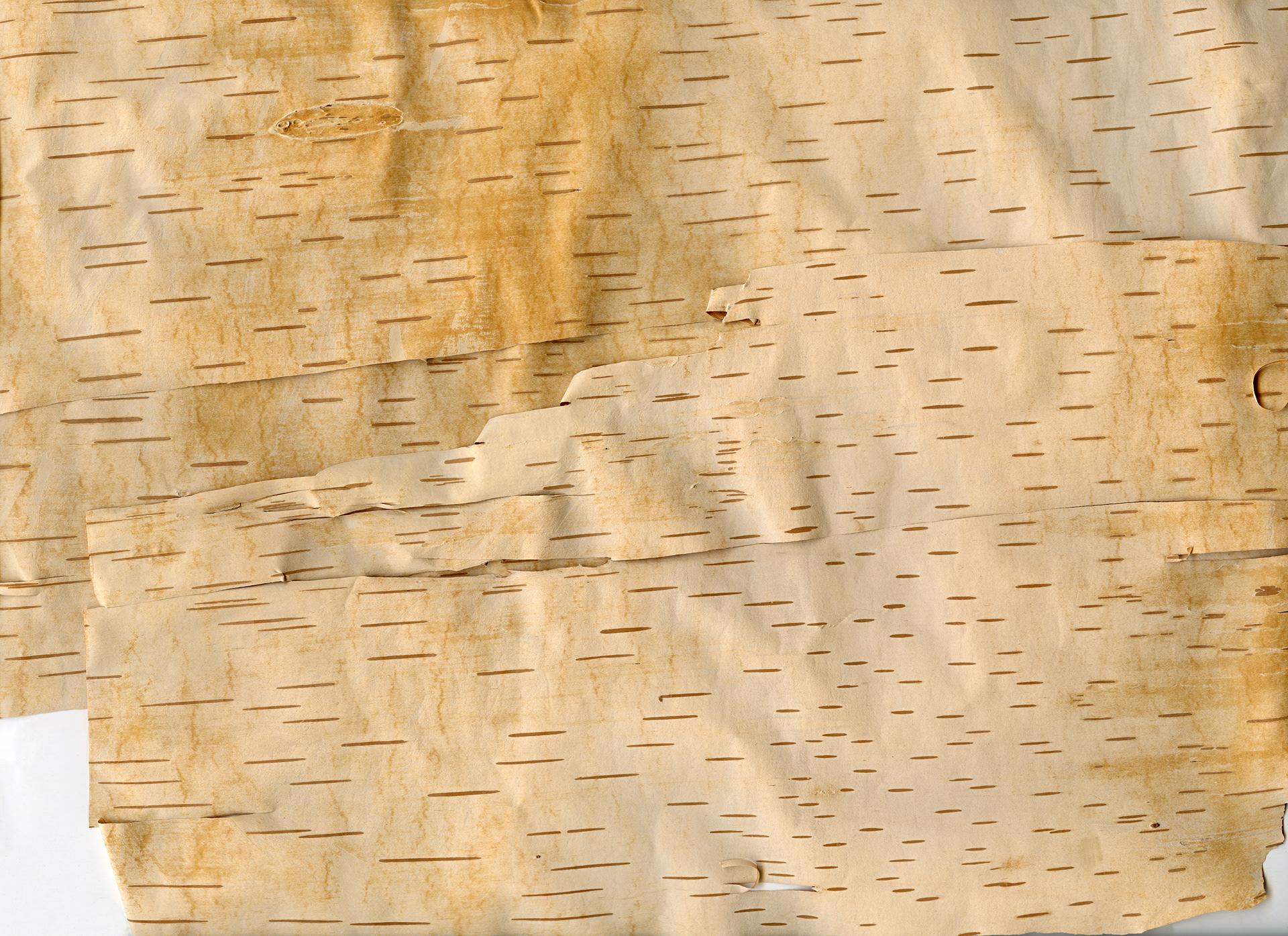 Birchbark Scan 10