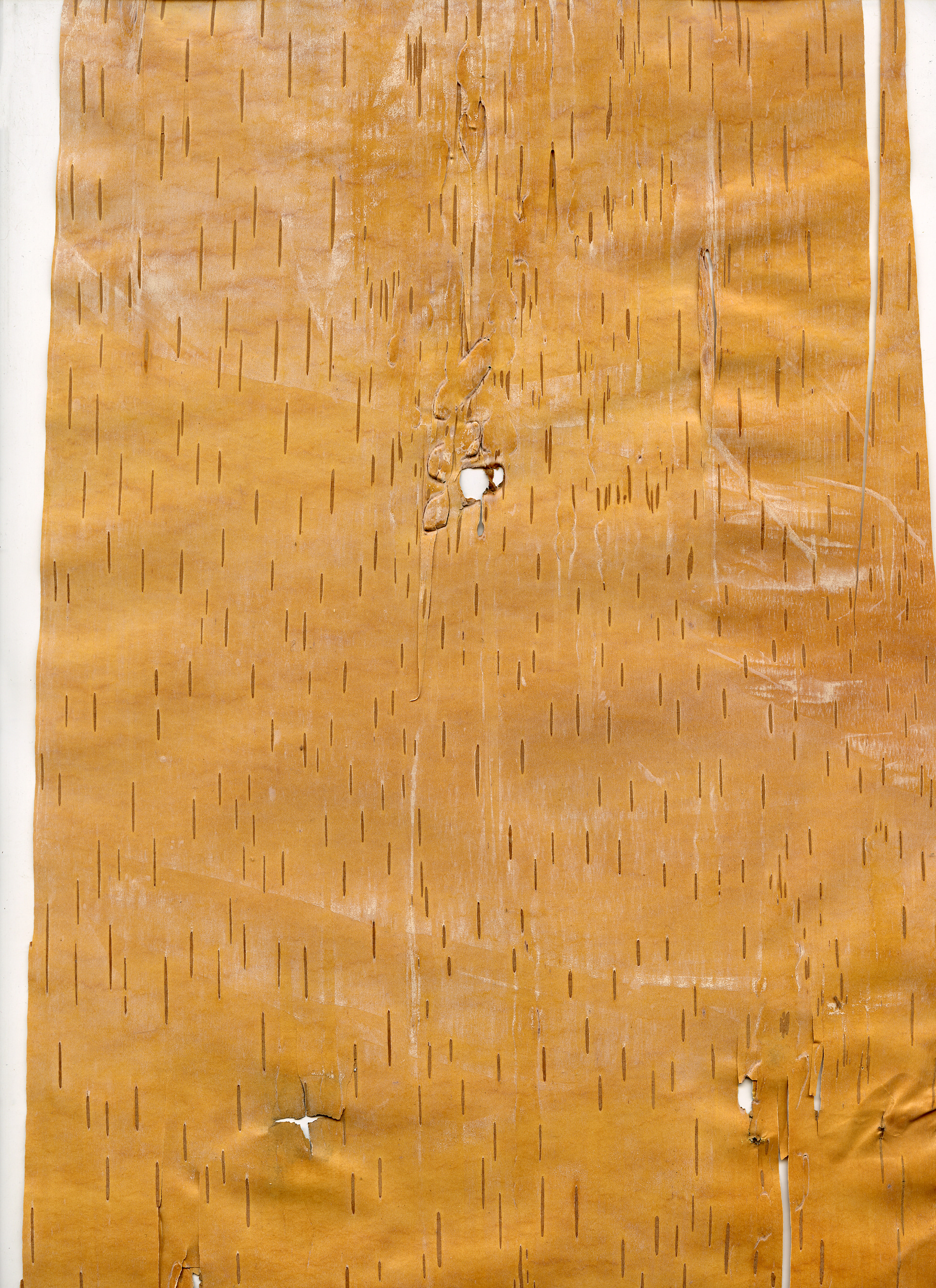 Birchbark Scan  1