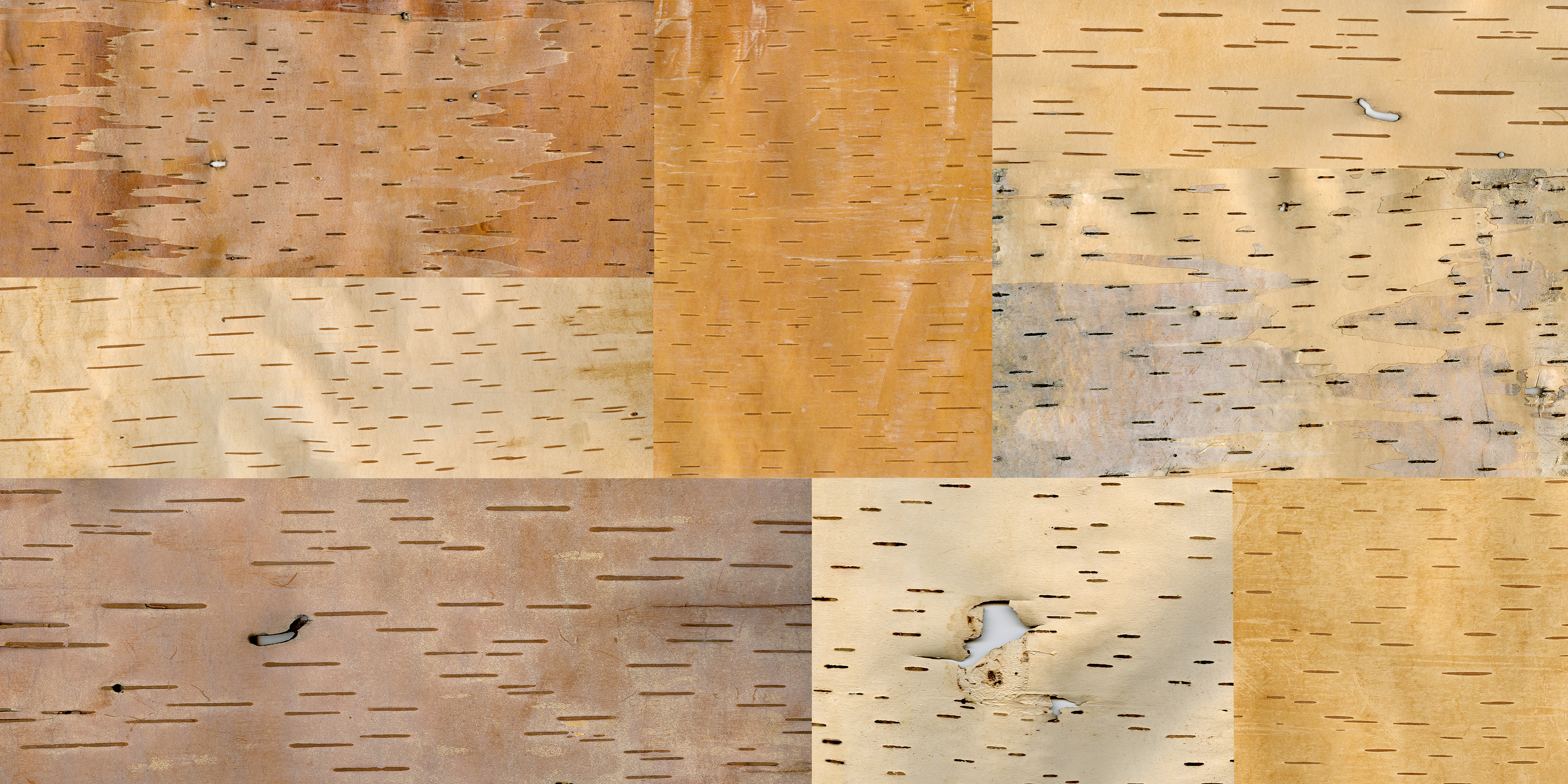 digital birchbark collage