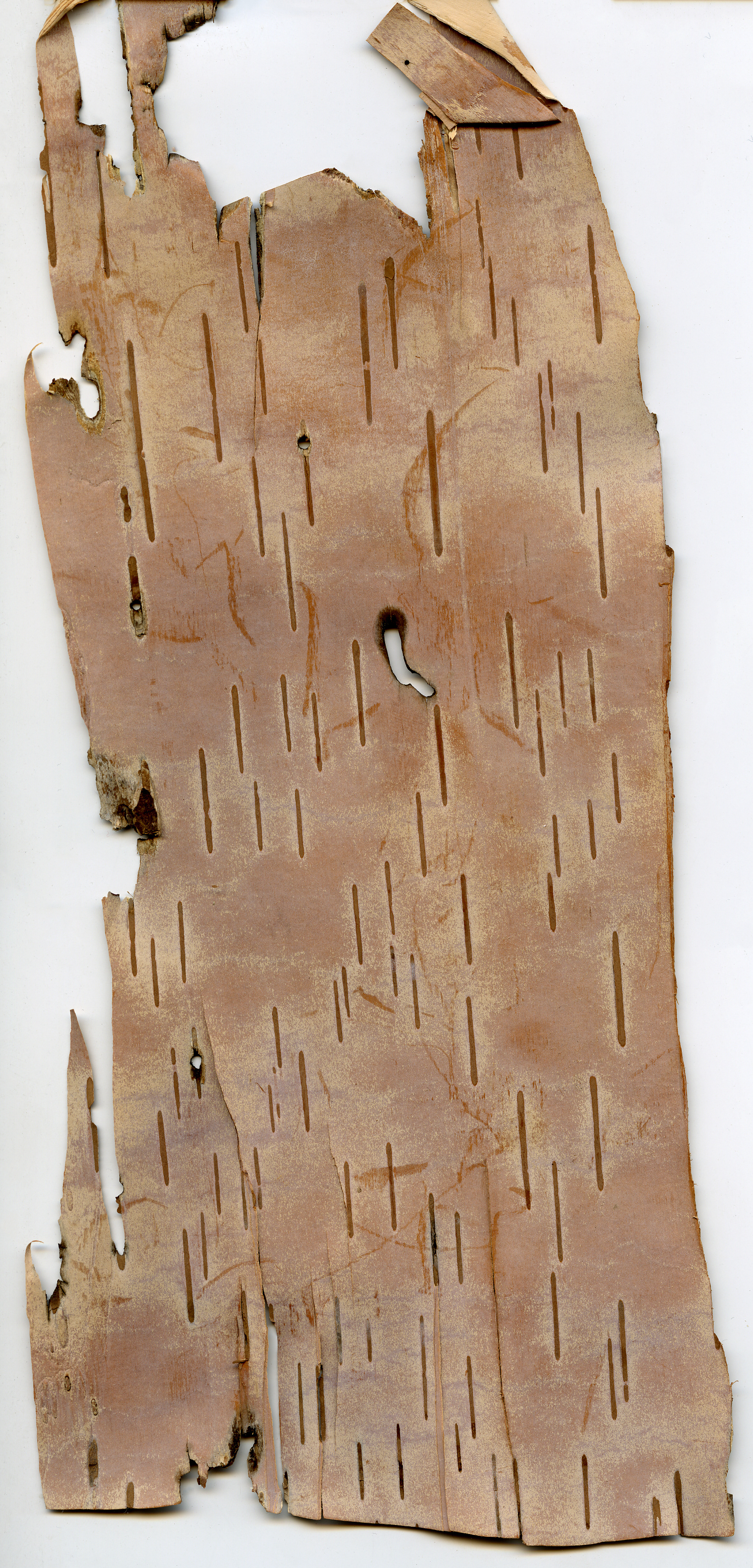 Birchbark Scan 7
