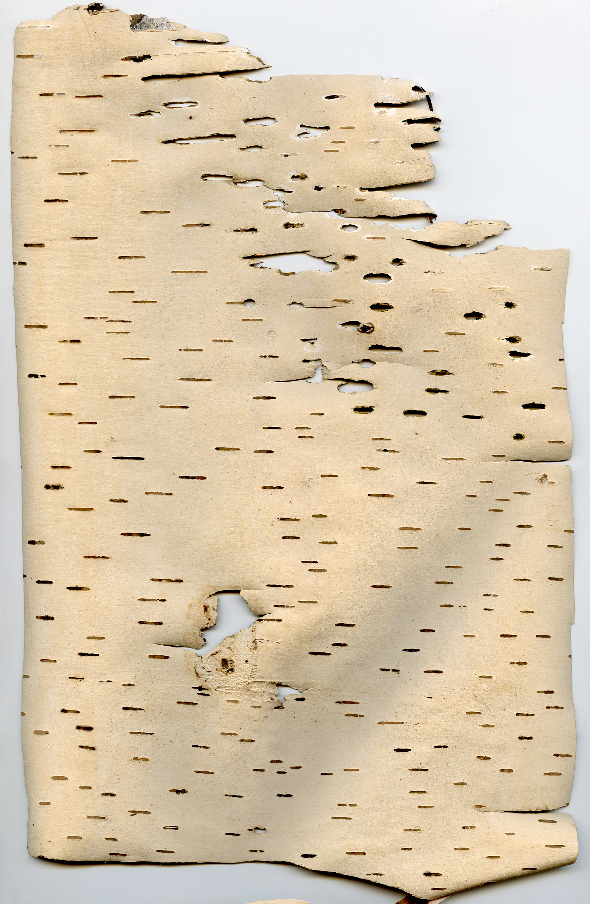 Birchbark Scan 3