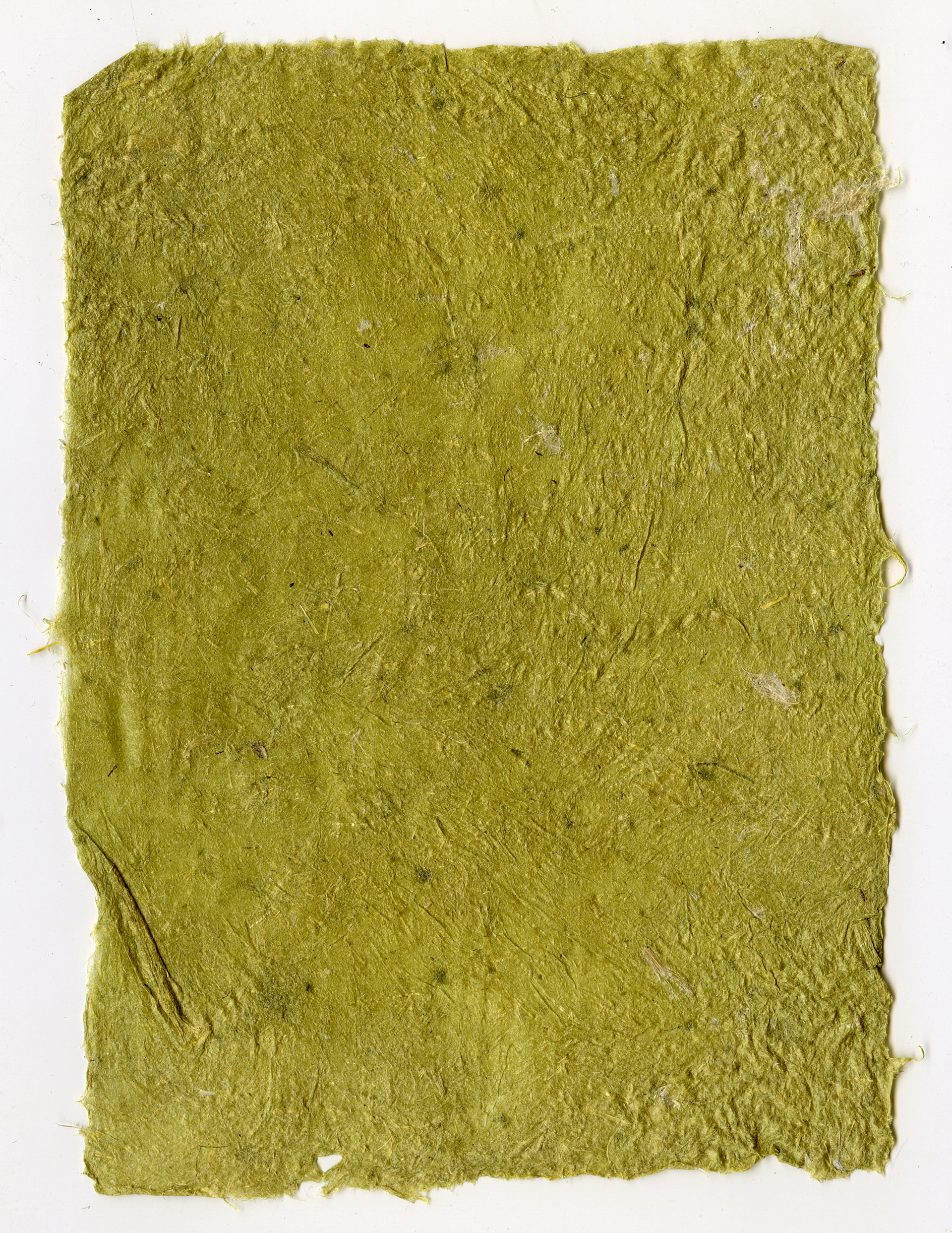 foxtail grass paper 2