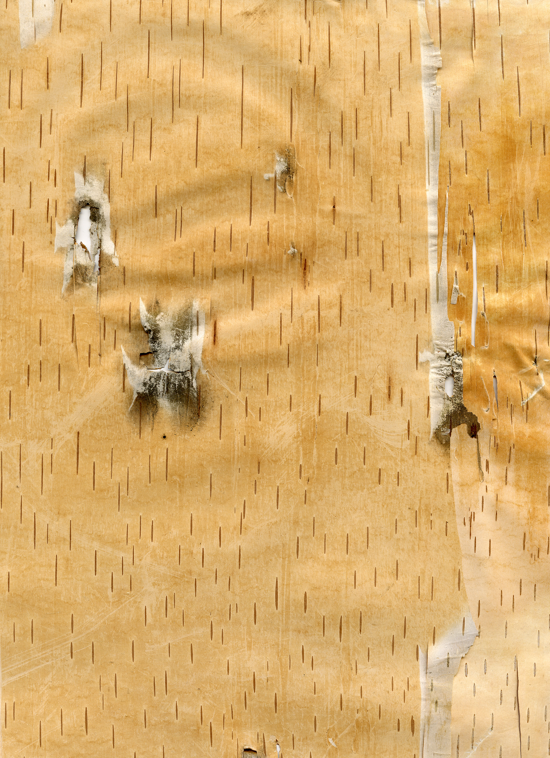 Birchbark Scan 2