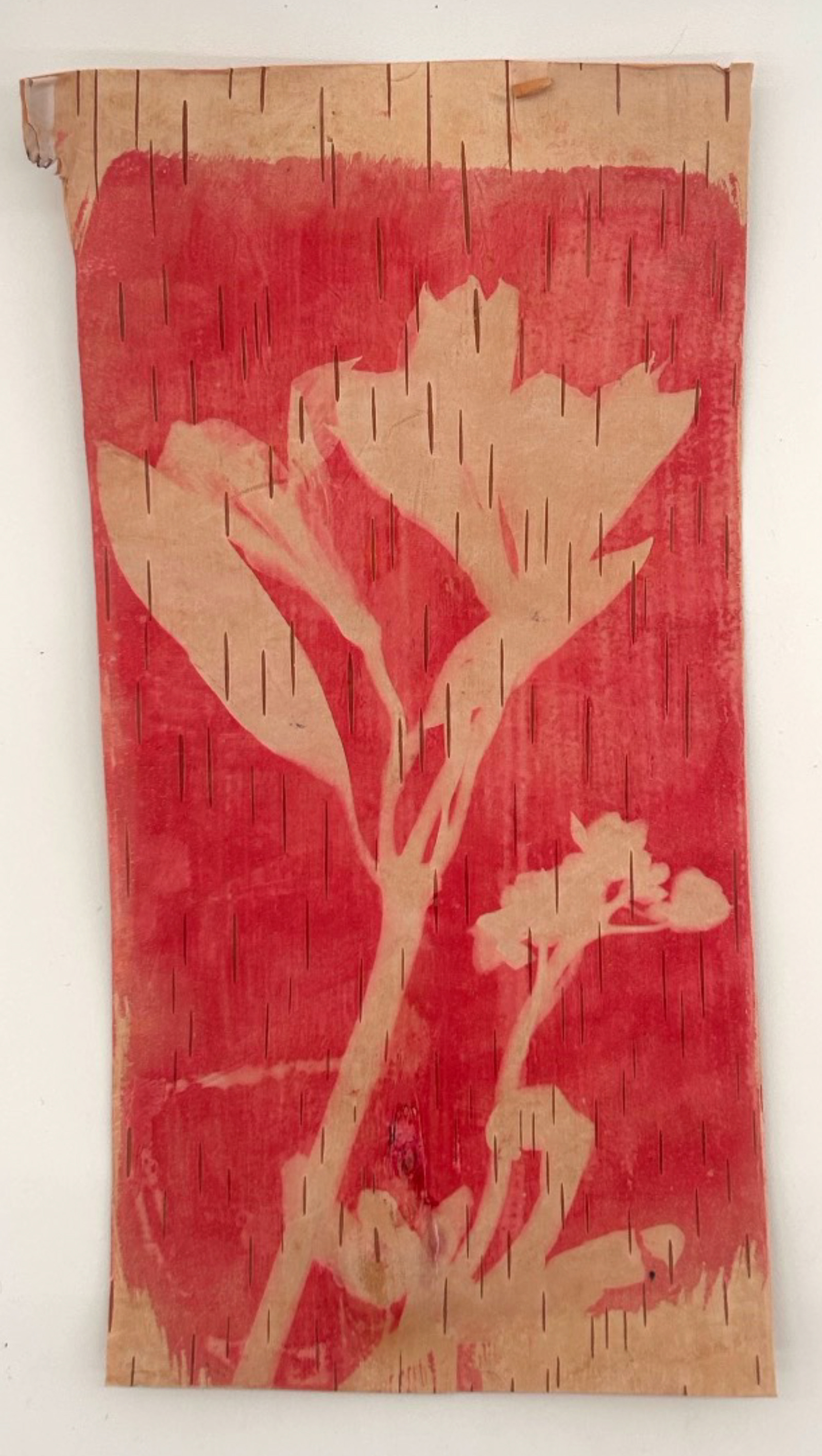 Cyanotype on Birchbark