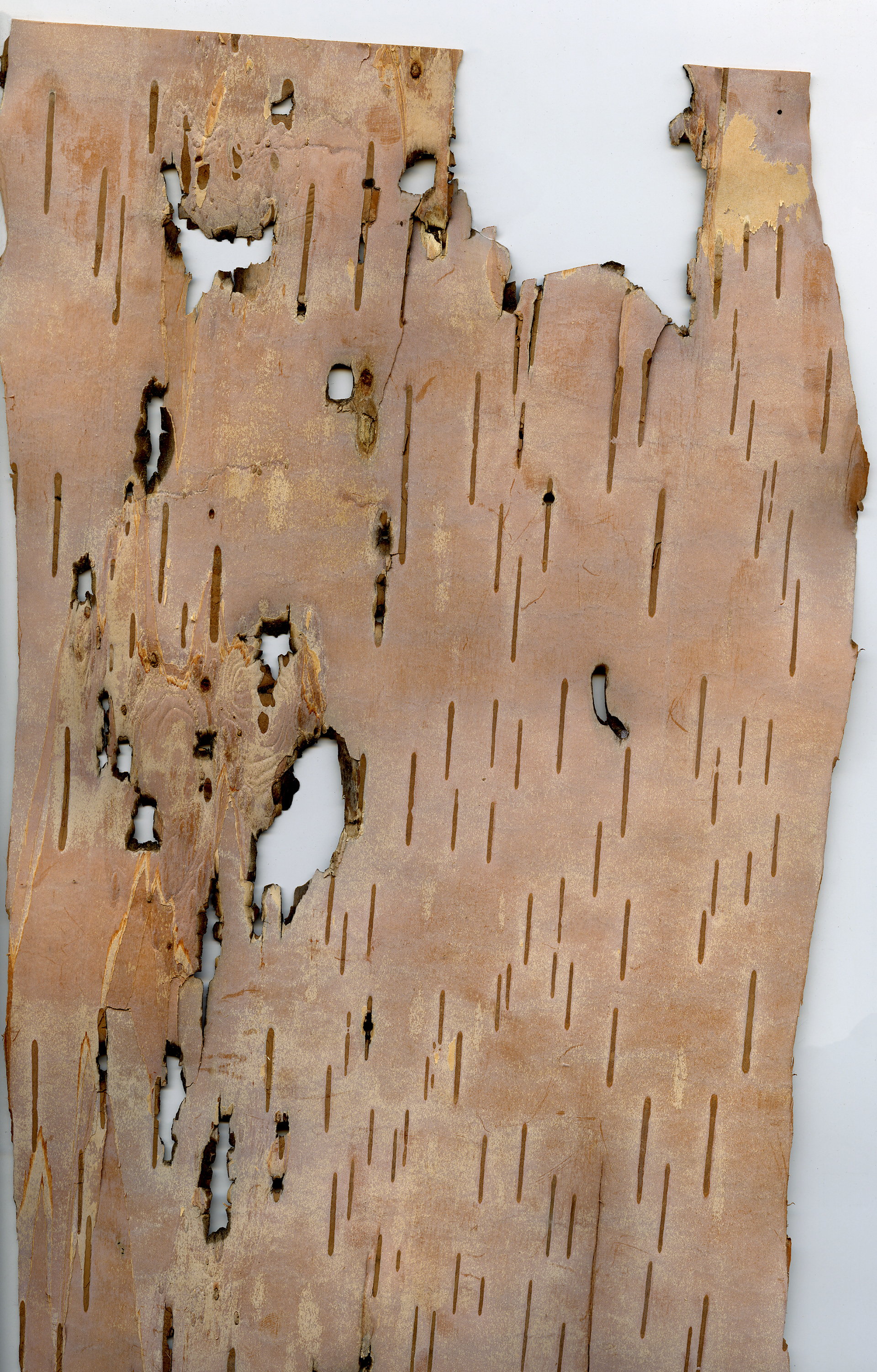 Birchbark Scan 4