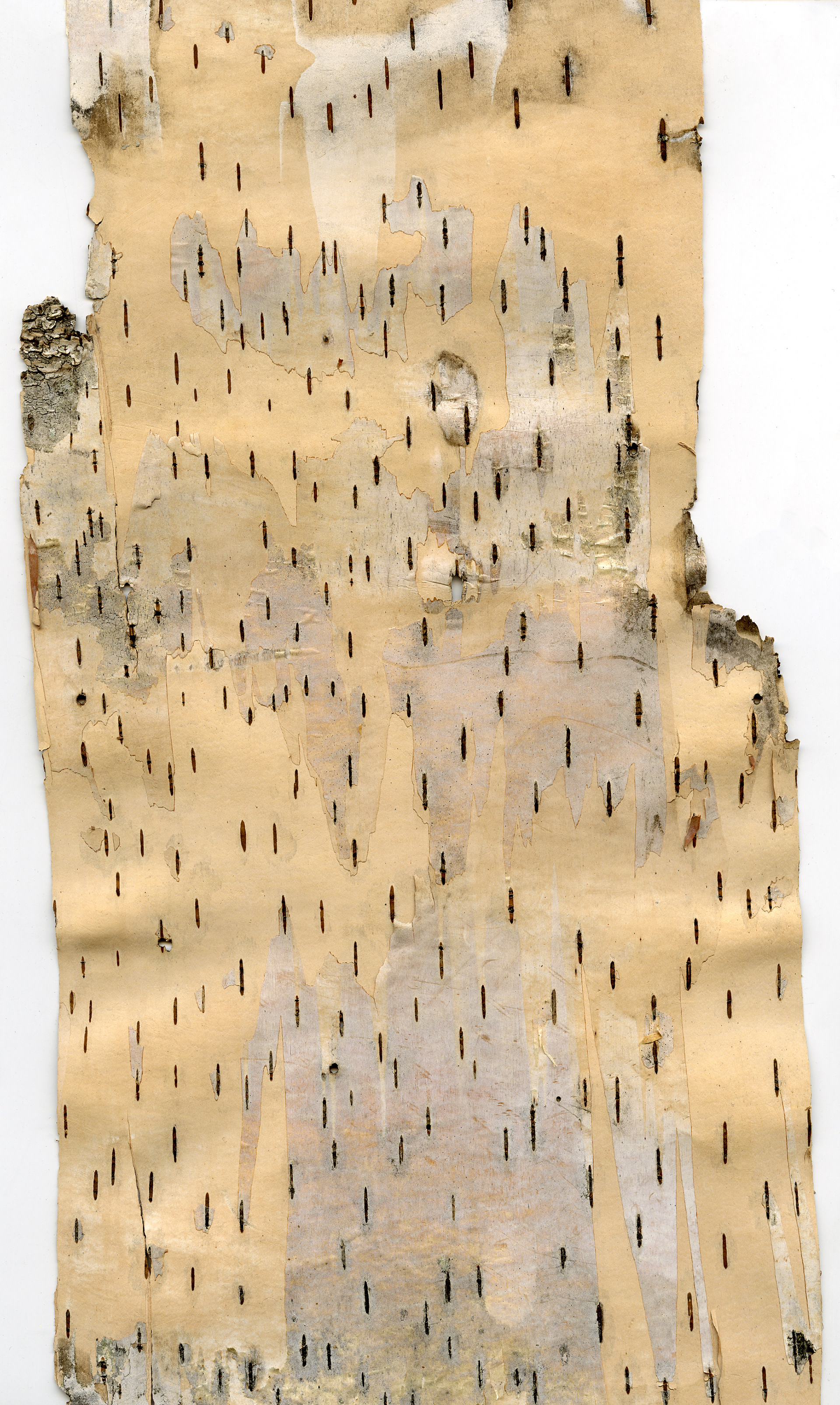 Birchbark Scan 9