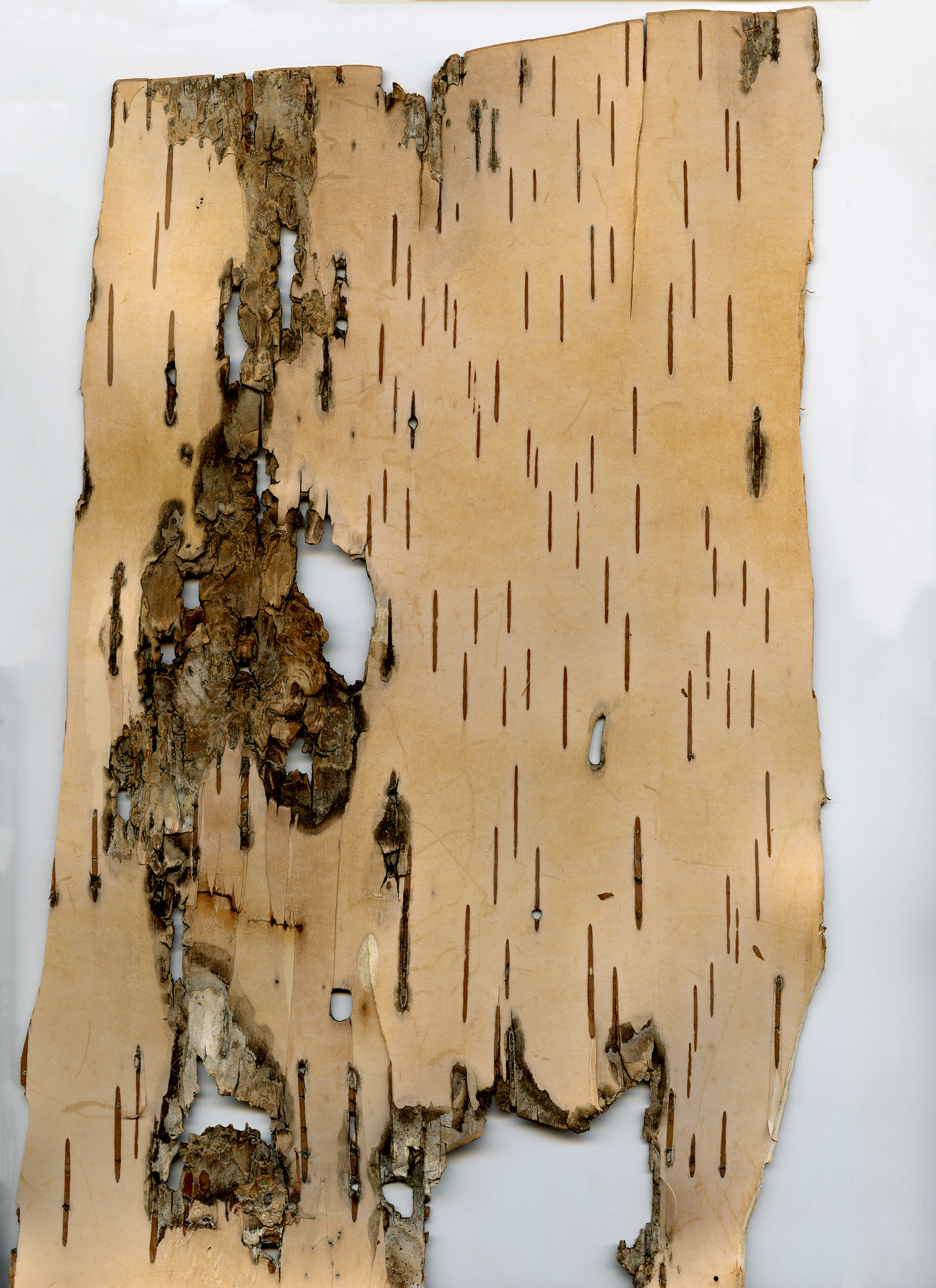 Birchbark Scan 5