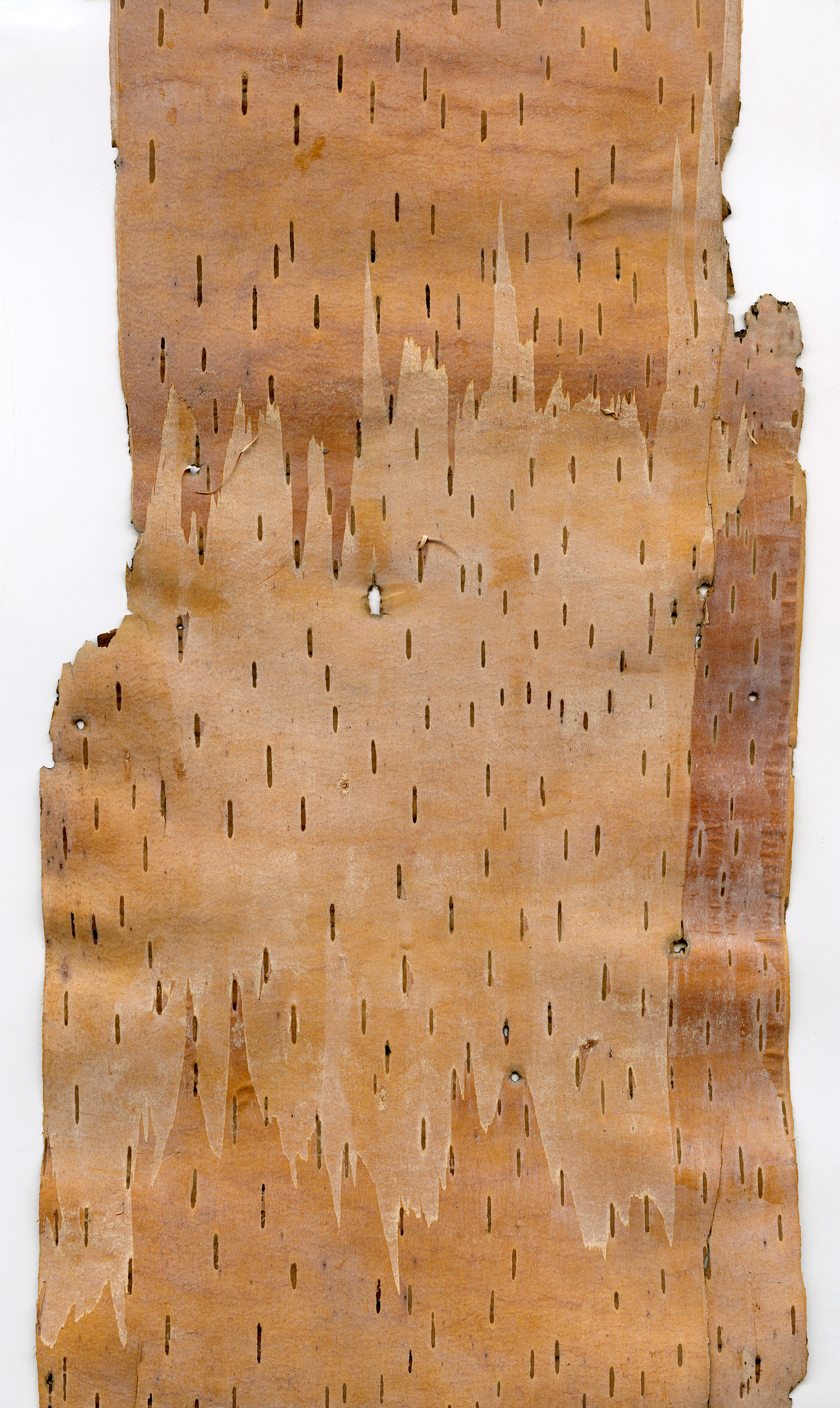 Birchbark Scan 8