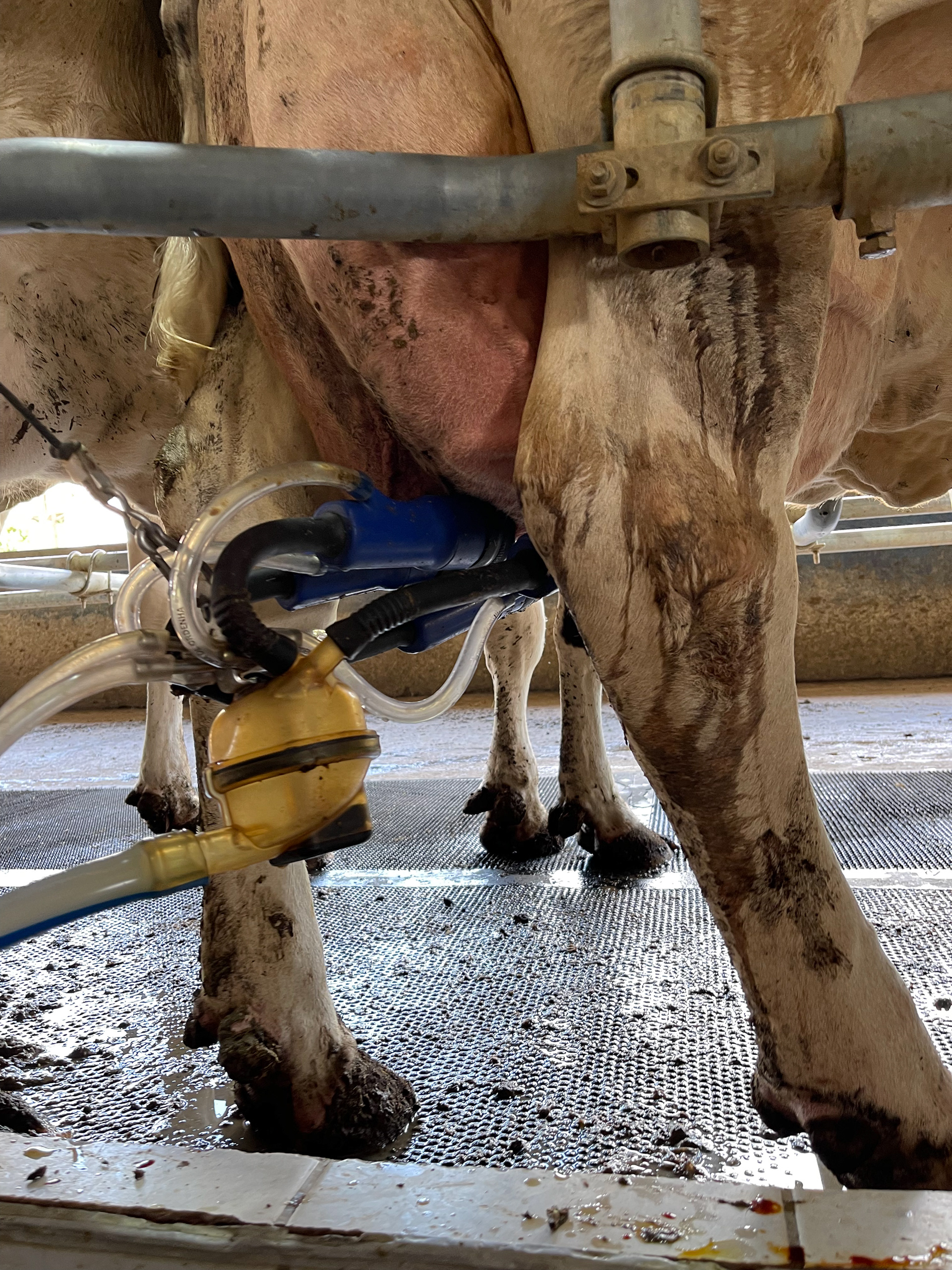 Ordenha em pecuária leiteira (Minas Gerais, 2021)