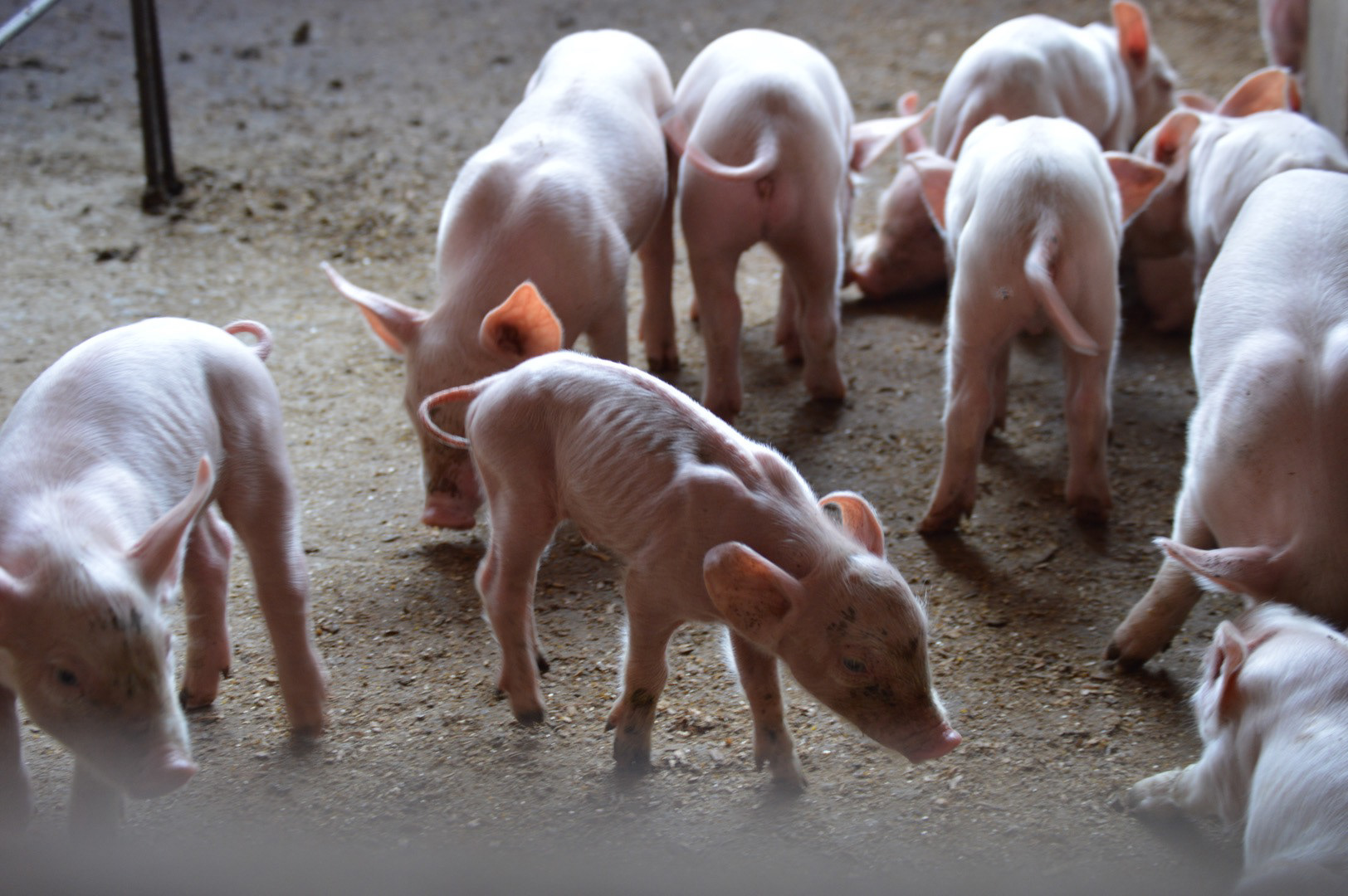 Porcos em abatedouro clandestino (Limeira, 2015)