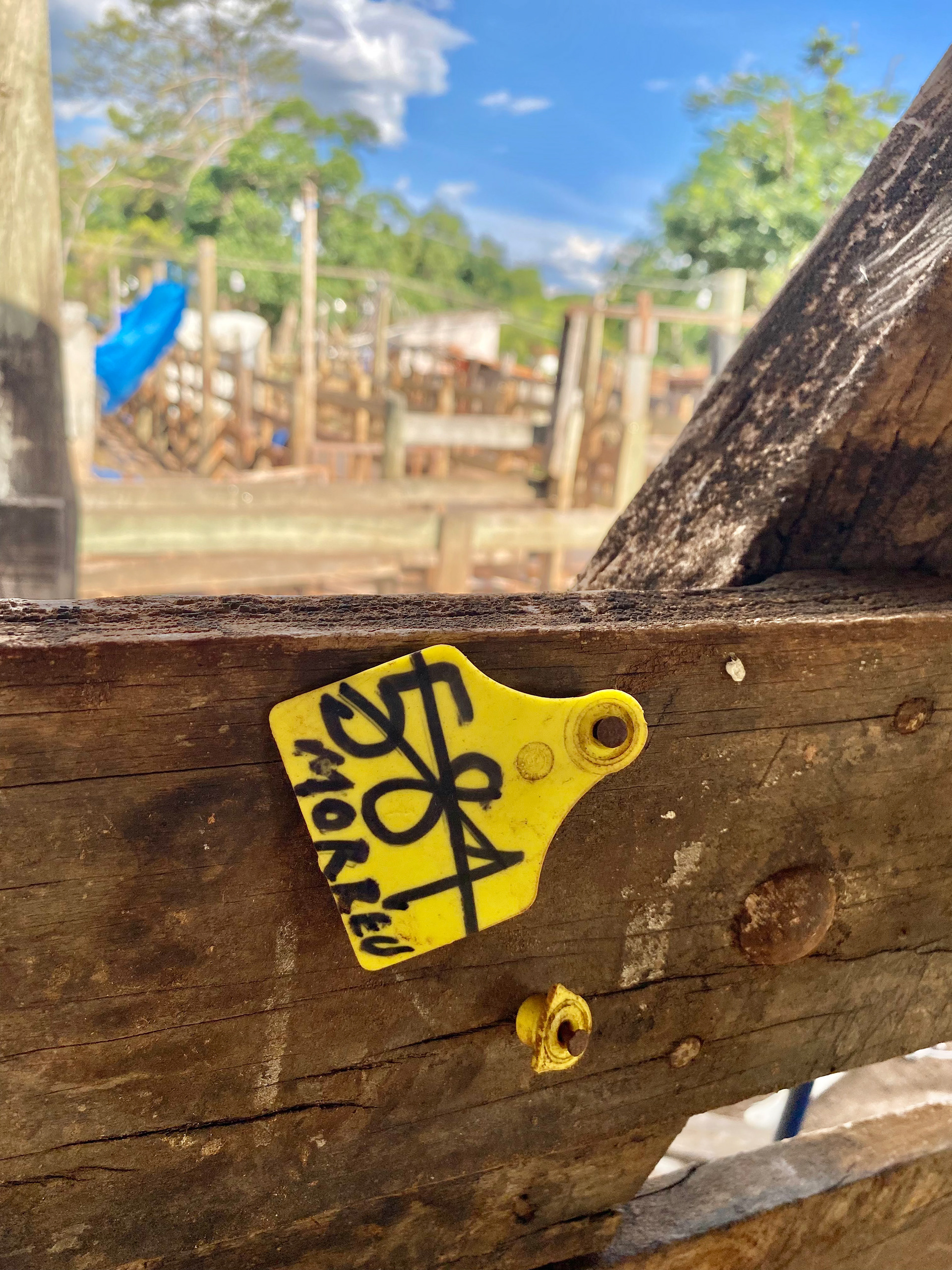 Brinco indicando mais um animal morto  (Brotas, 2021)