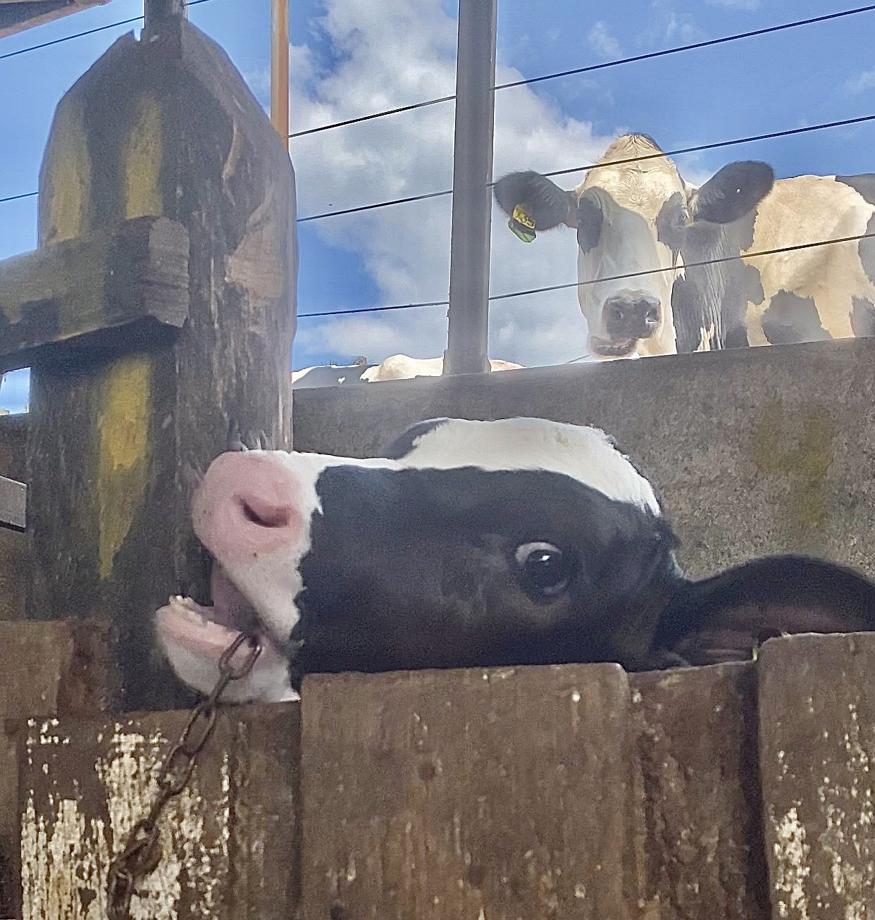 Bezerro separado da mãe (Minas Gerais, 2021)