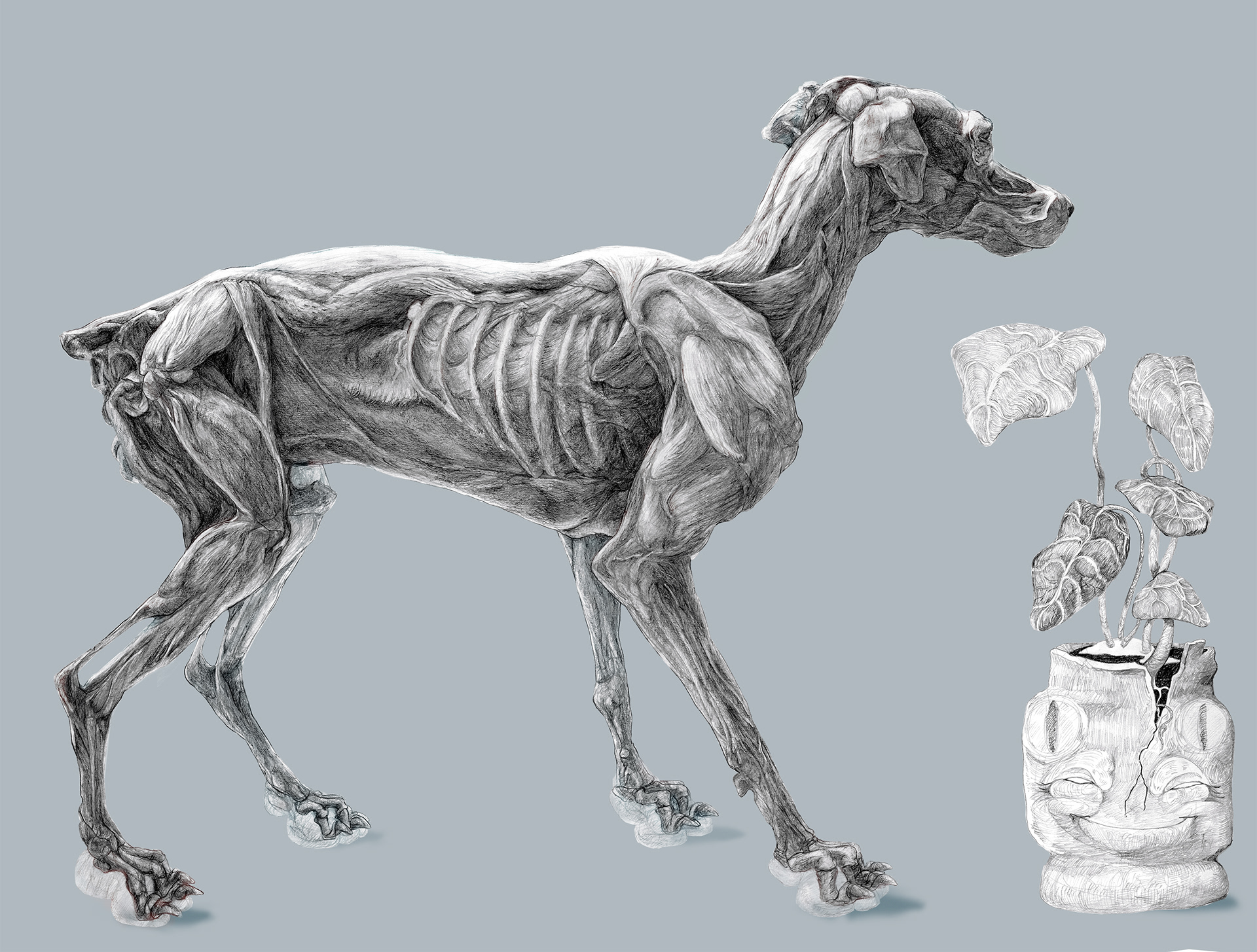 Study of a plaster cast of a partial dissection of a dog. Pencil.