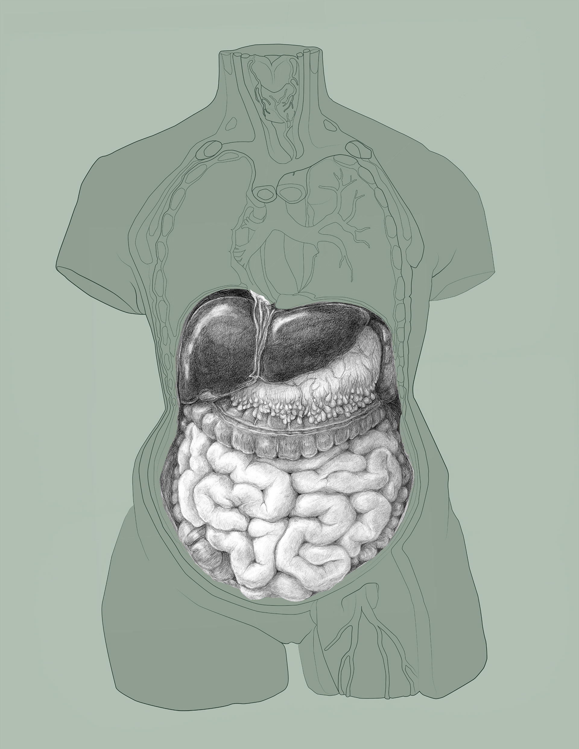 Abdominal cavity, pencil.