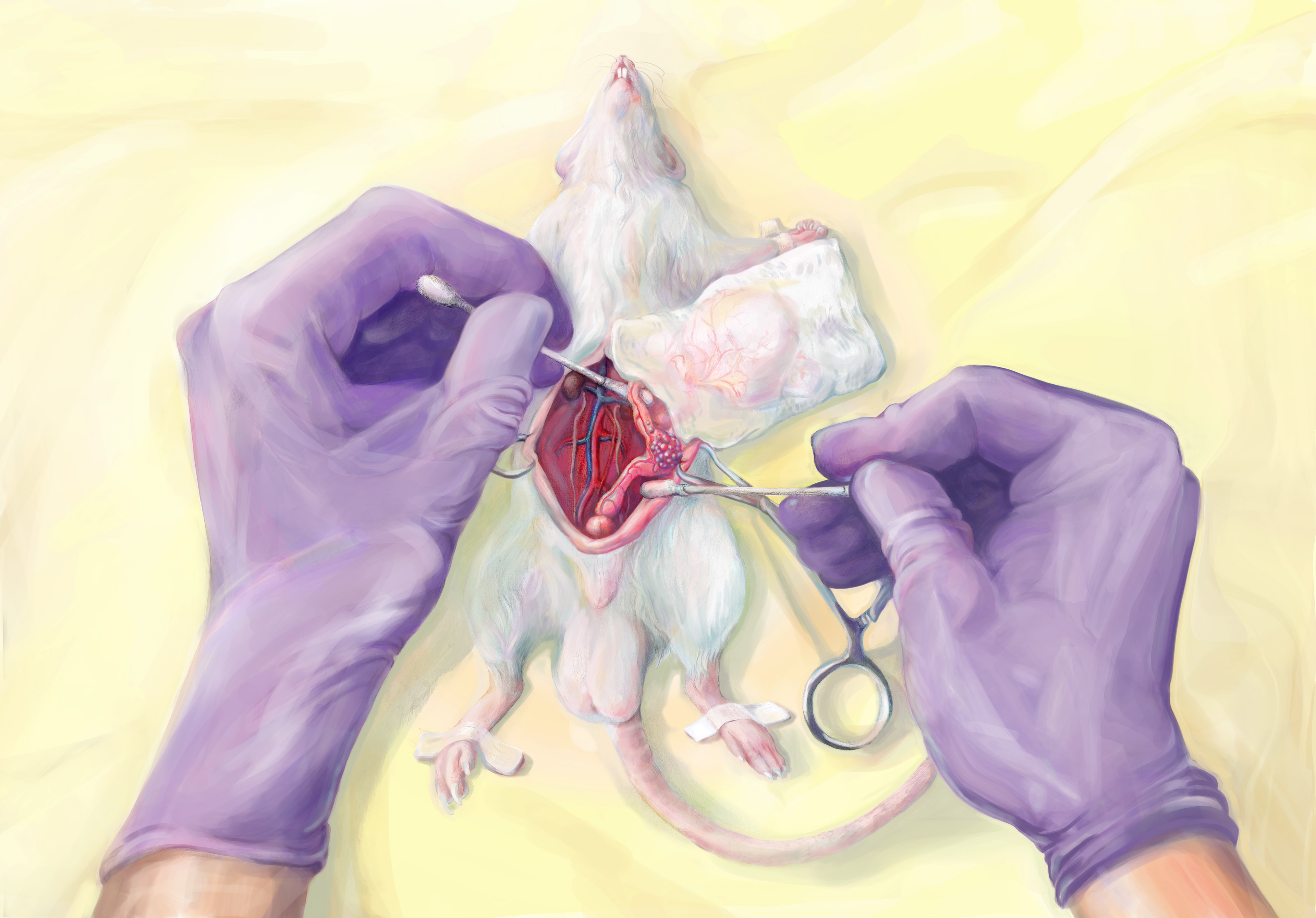 Surgical Illustration, Rat