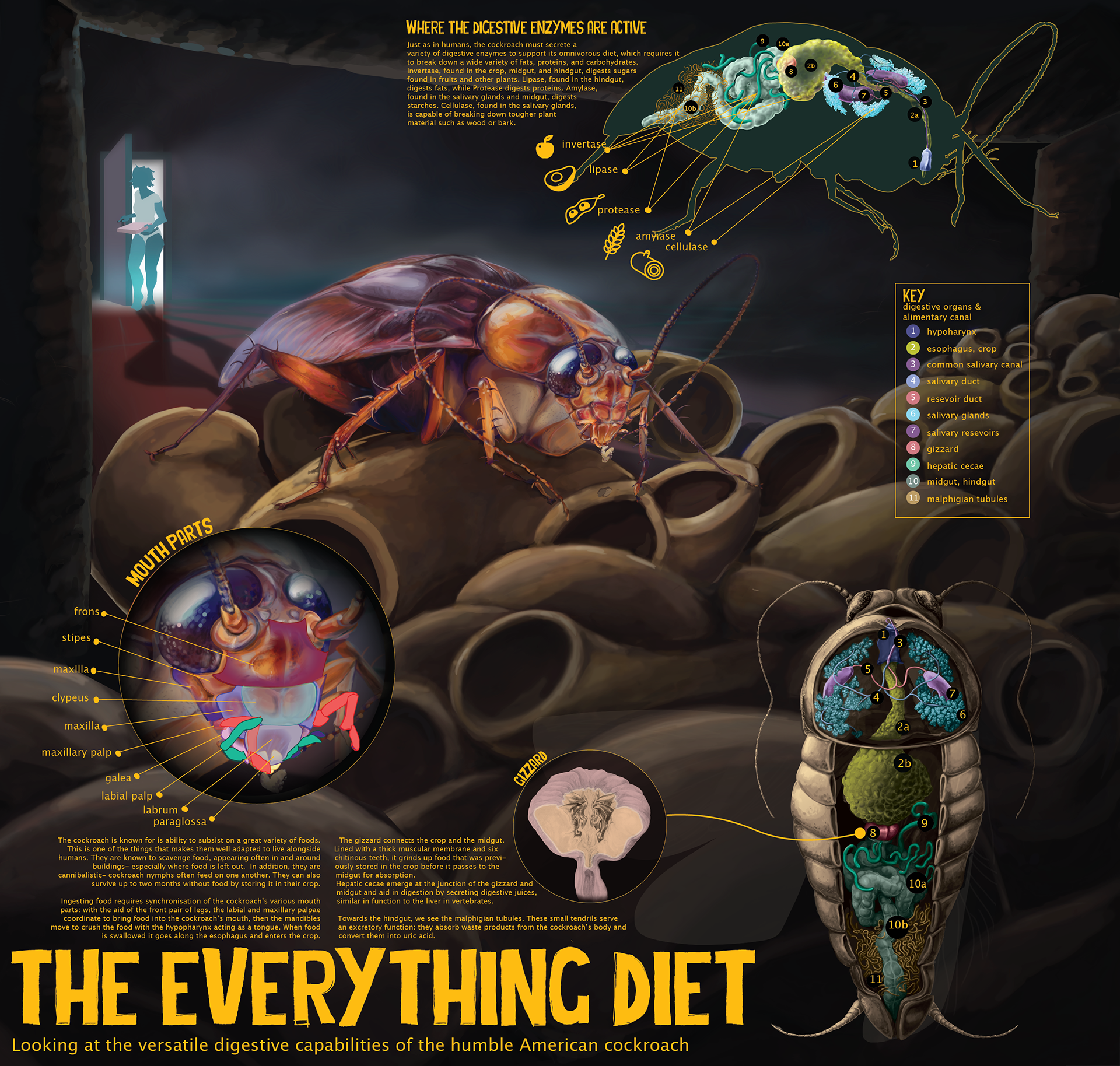 Infographic, Cockroach Digestive System