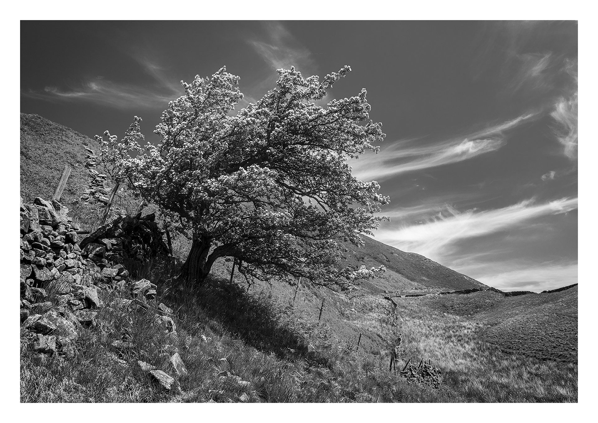 Lone tree, Edale
