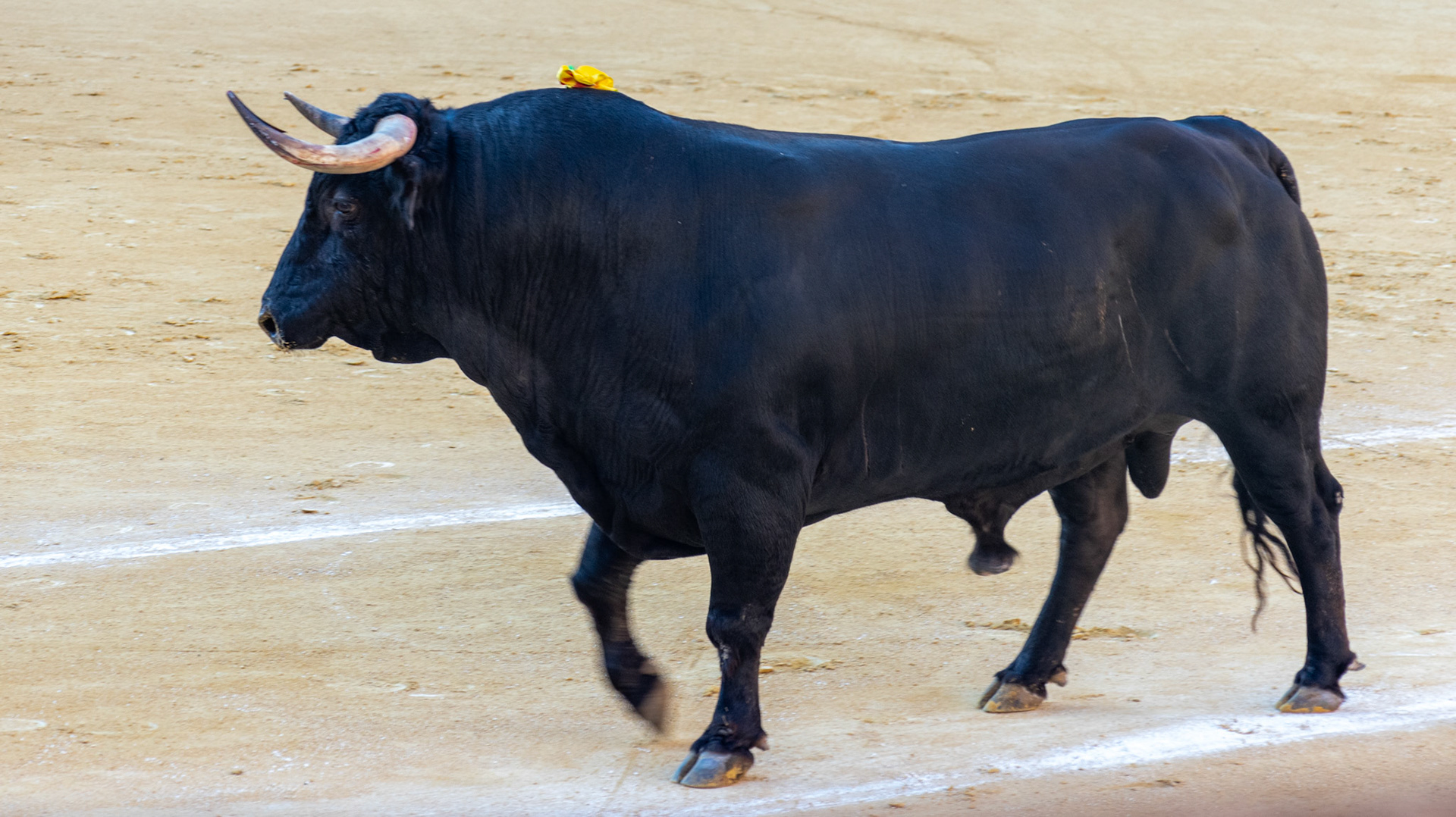 La Corrida Picassiana de Málaga. Málaga, Spain. 2022.