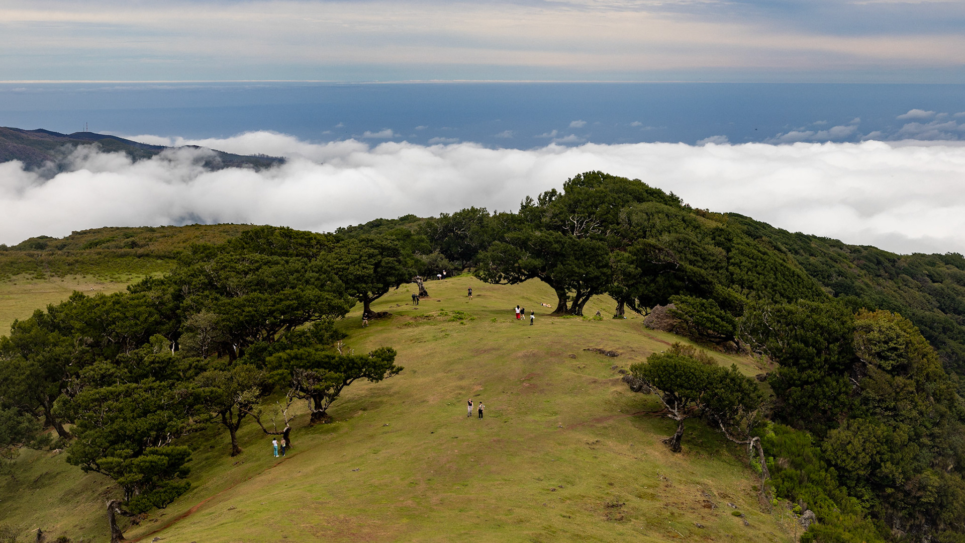 Parque Florestal do Fanal. Madeira, Portugal. 2024.