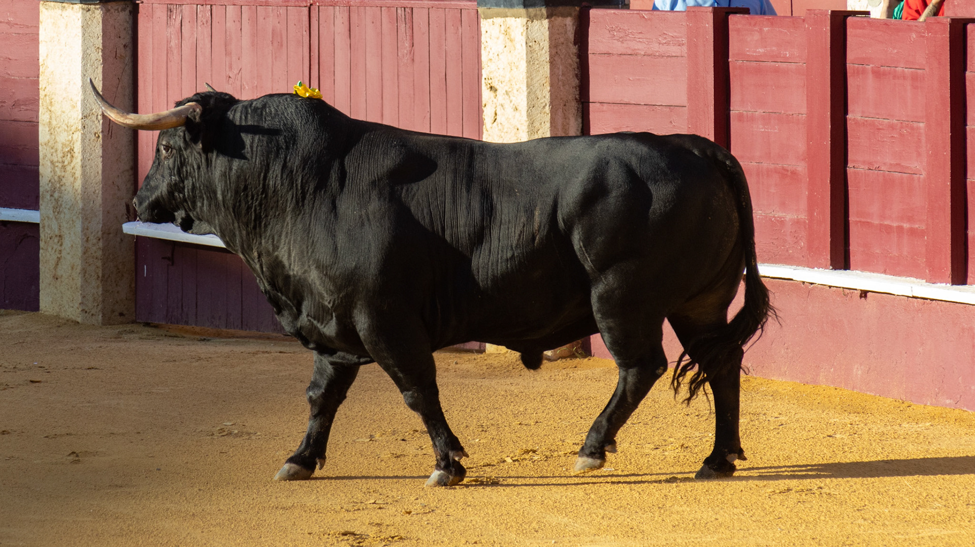 La Corrida Picassiana de Málaga. Málaga, Spain. 2022.