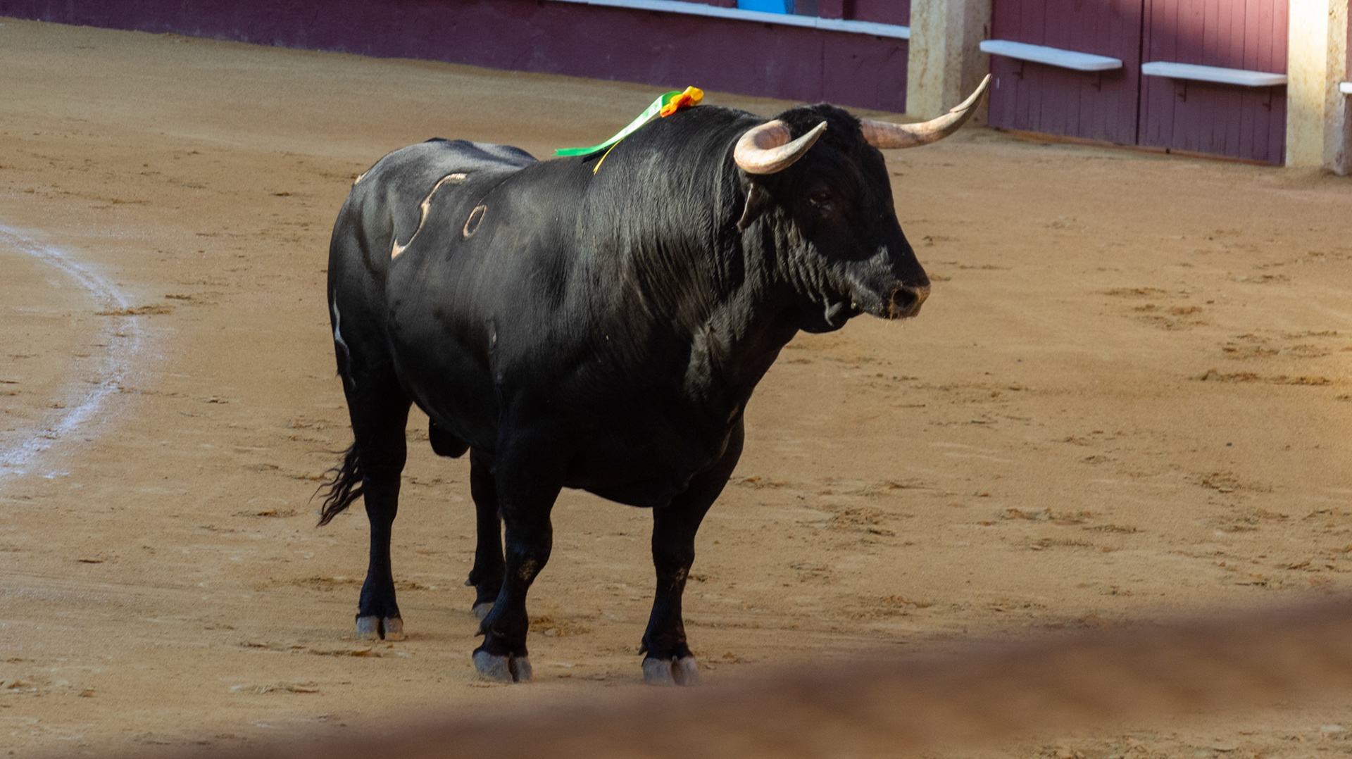 La Corrida Picassiana de Málaga. Málaga, Spain. 2022.