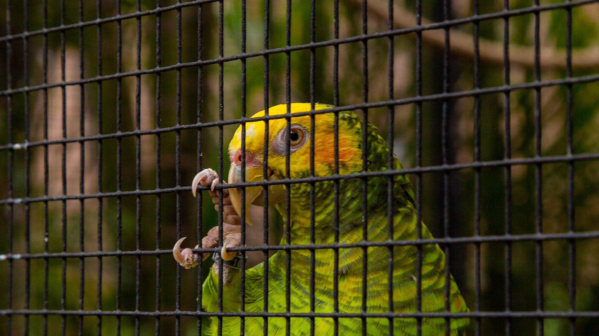 Loro Parque. Puerto de la Cruz, Tenerife, Spain. 2018.