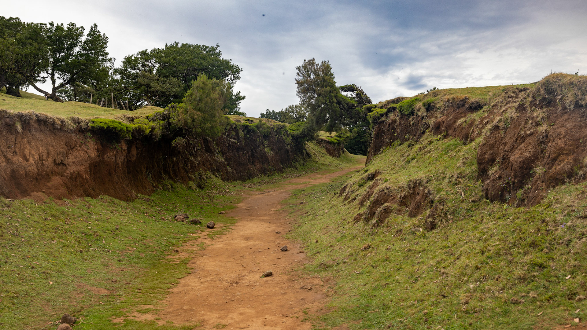 Parque Florestal do Fanal. Madeira, Portugal. 2024.