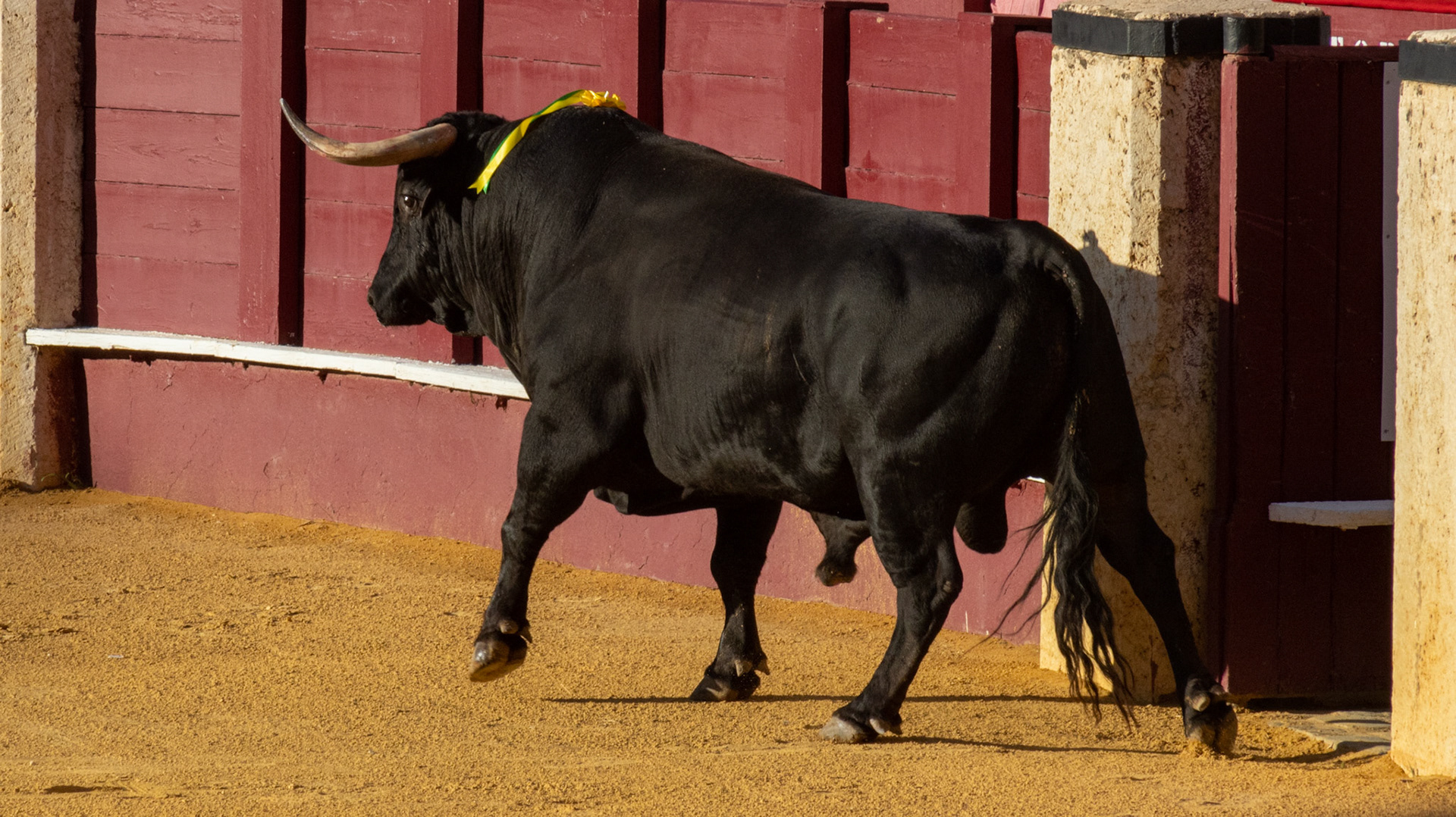 La Corrida Picassiana de Málaga. Málaga, Spain. 2022.
