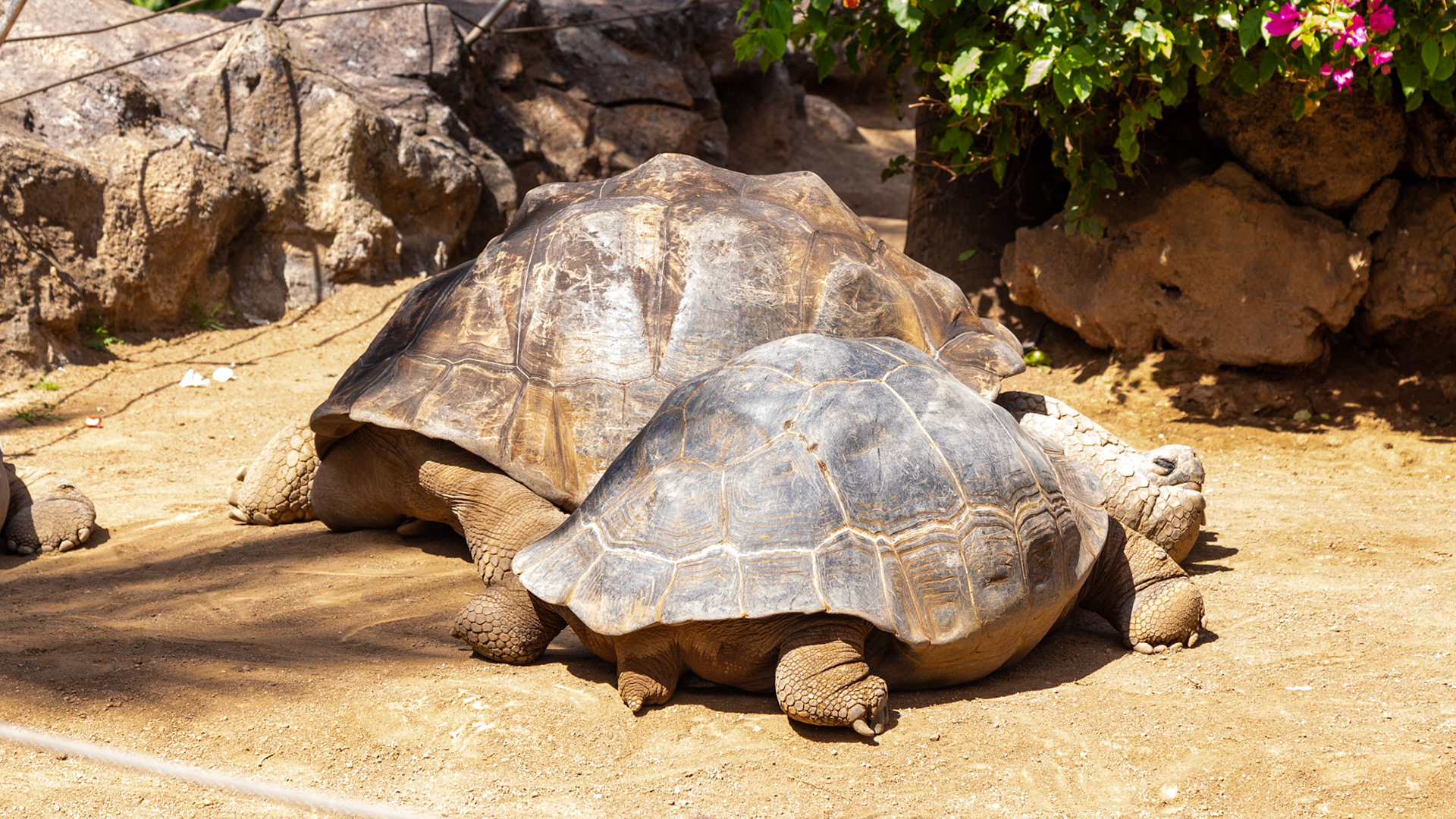 Loro Parque. Puerto de la Cruz, Tenerife, Spain. 2018.