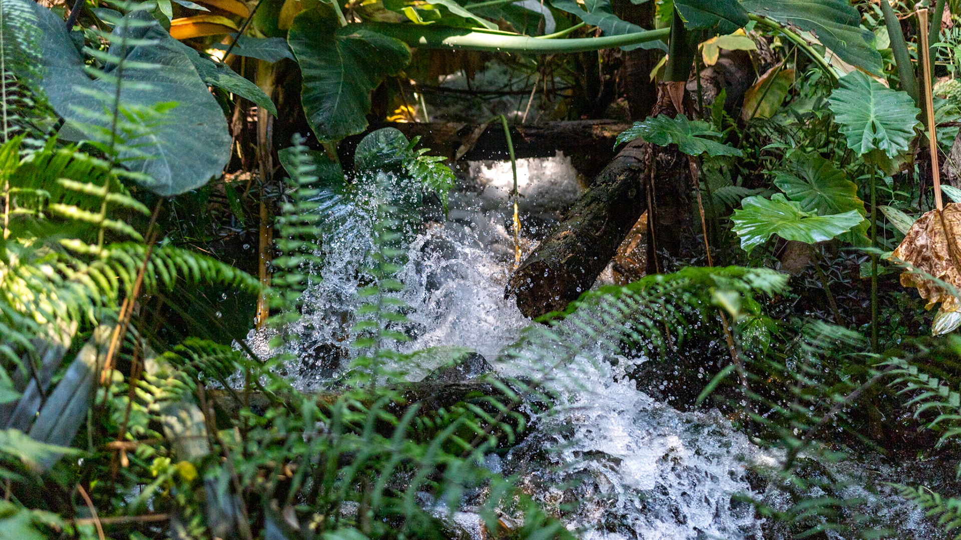 Eden Project. Cornwall, England. 2019.