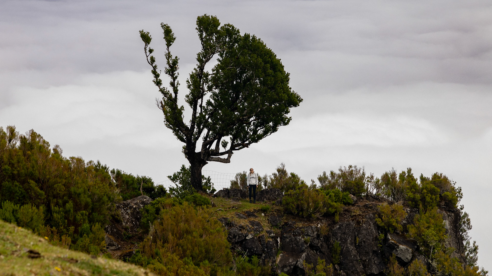 Parque Florestal do Fanal. Madeira, Portugal. 2024.