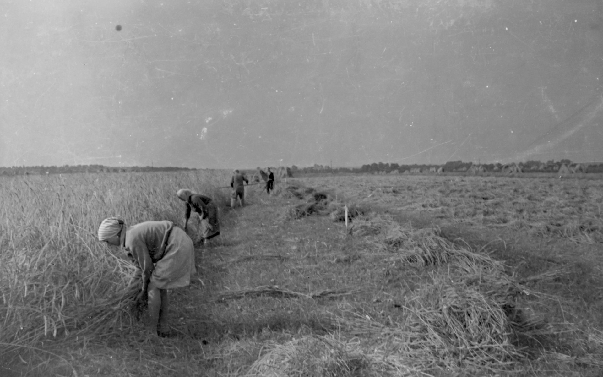Zniwa rok 1966, Brzeźnixa Bychawska