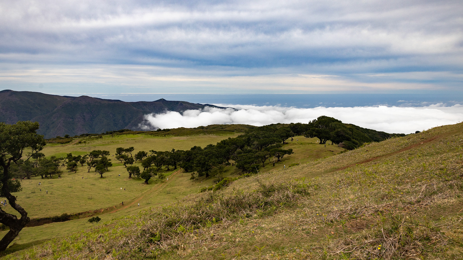 Parque Florestal do Fanal. Madeira, Portugal. 2024.