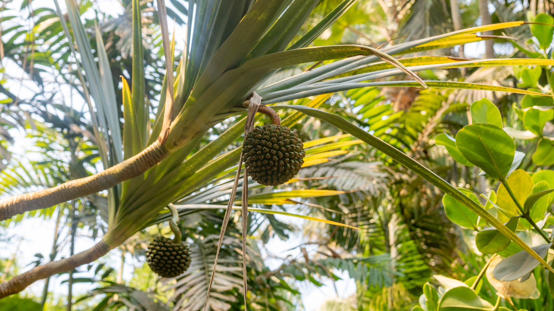 Eden Project. Cornwall, England. 2019.