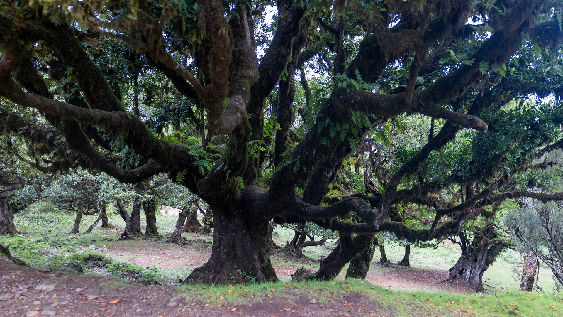 Parque Florestal do Fanal. Madeira, Portugal. 2024.