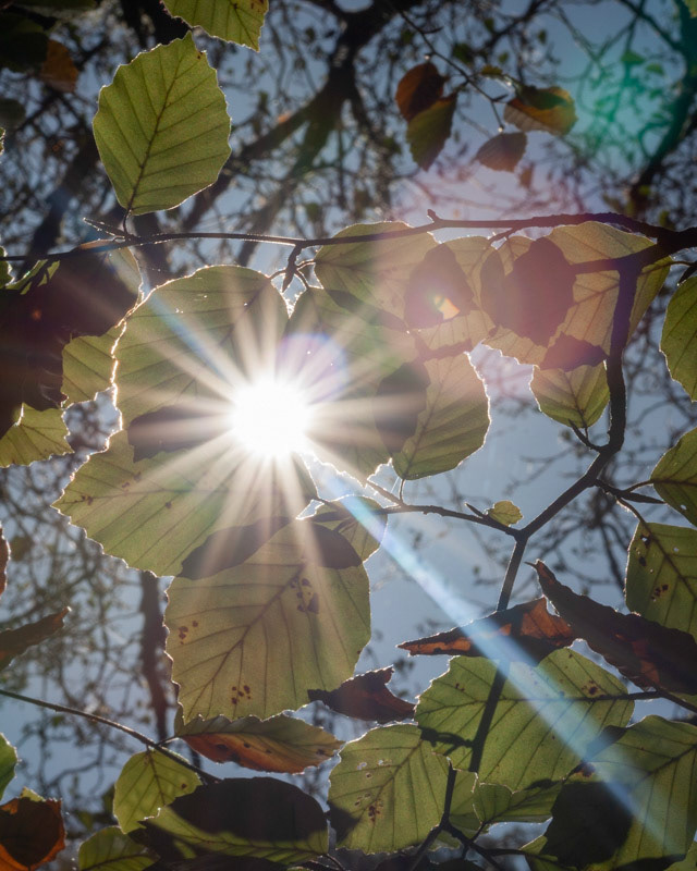 Sun beam on the beech-0456