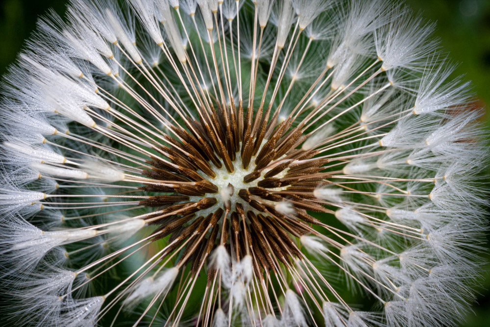Dandelion-2646