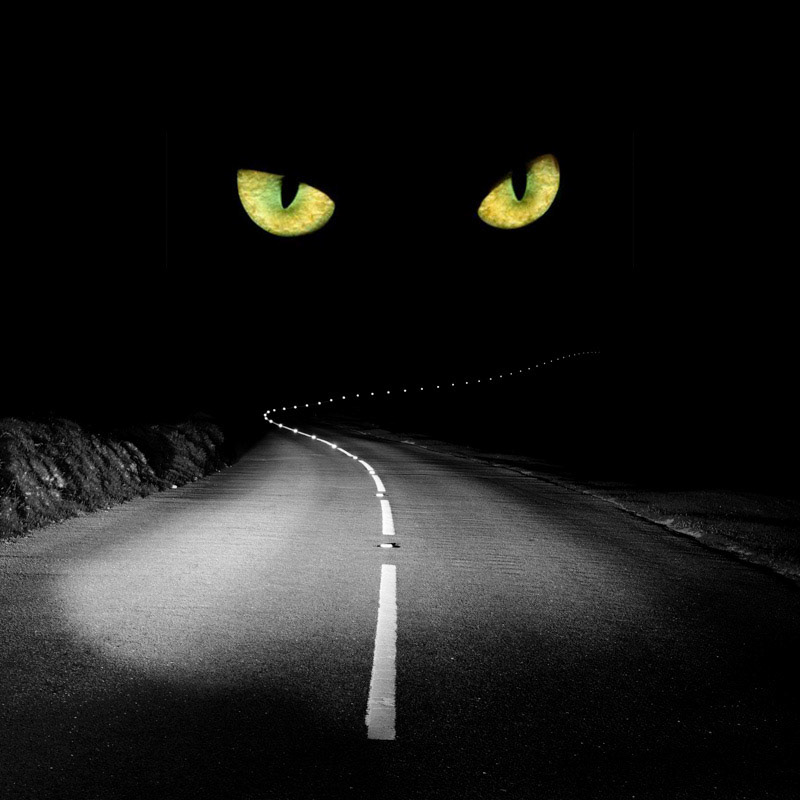 Cats Eyes-5087