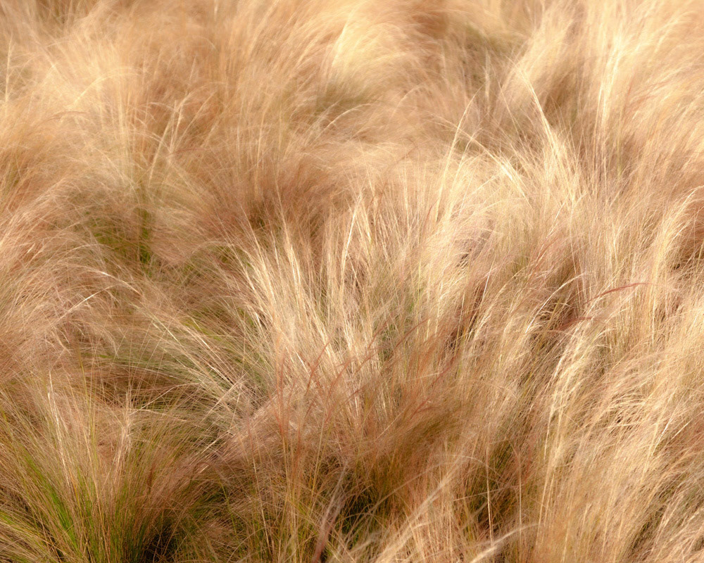 Grasses-1045