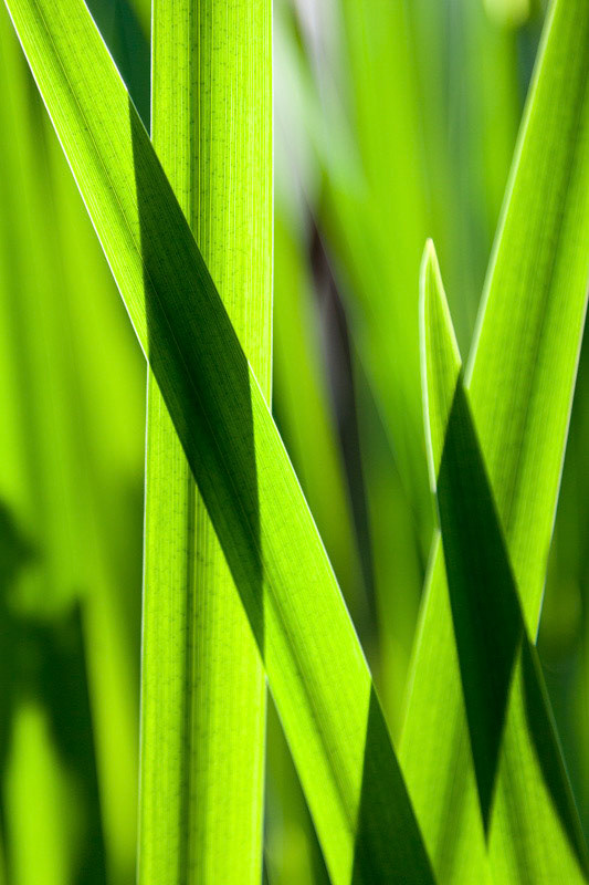 Reeds-0124