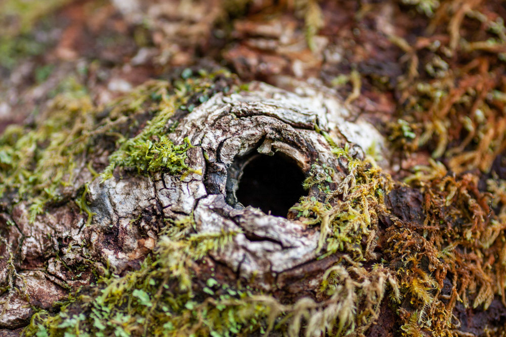 Crocodile Eye-9379.CR2