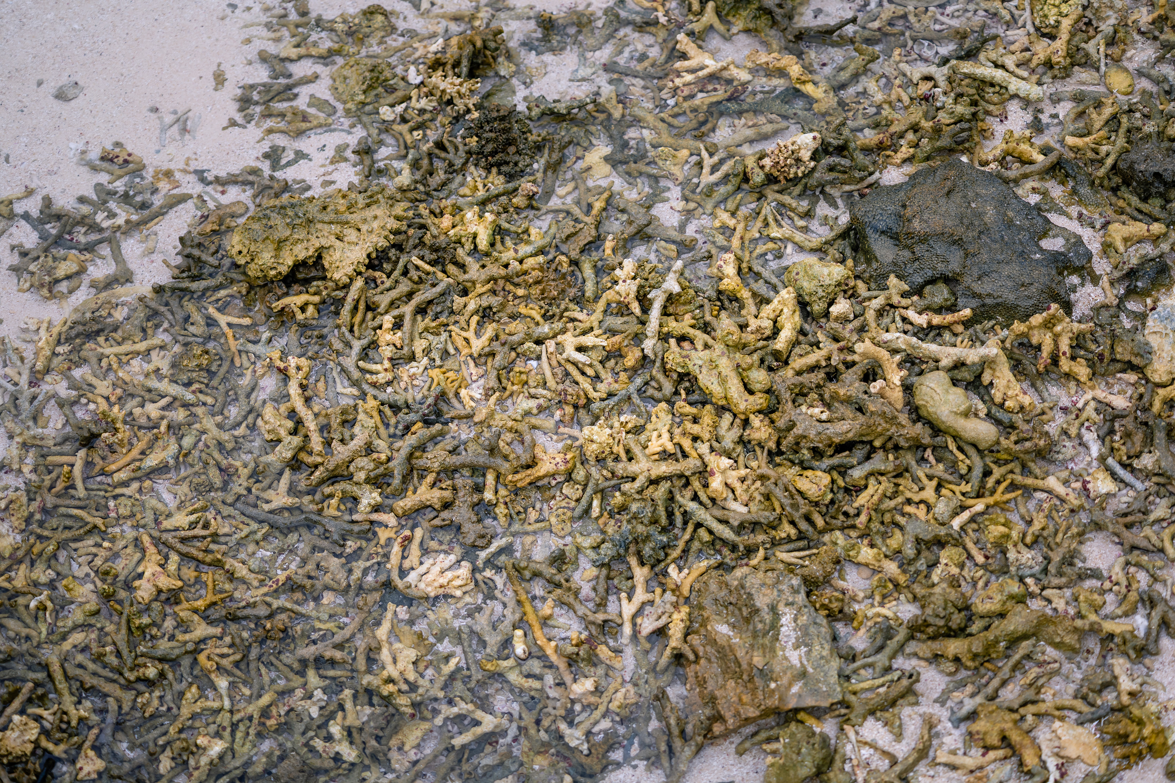 Récifs surélevés - Île d'Éfaté, Vanuatu