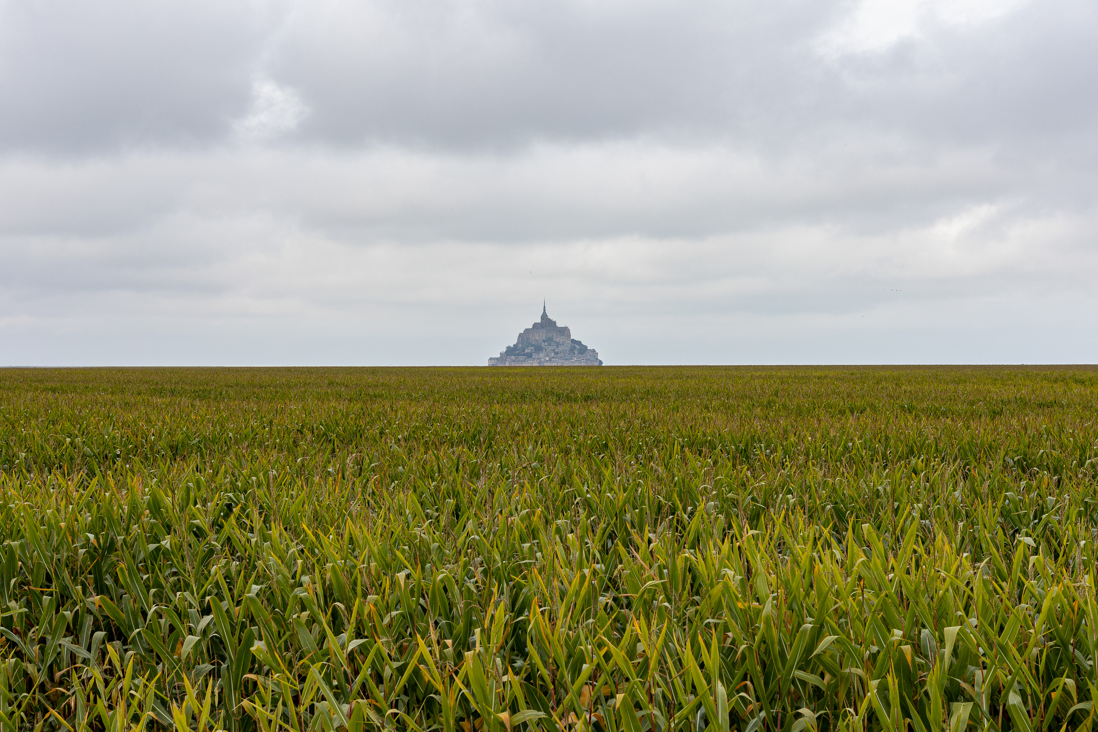 Mont-Saint-Michel derrière les champs de maïs - Manche, France