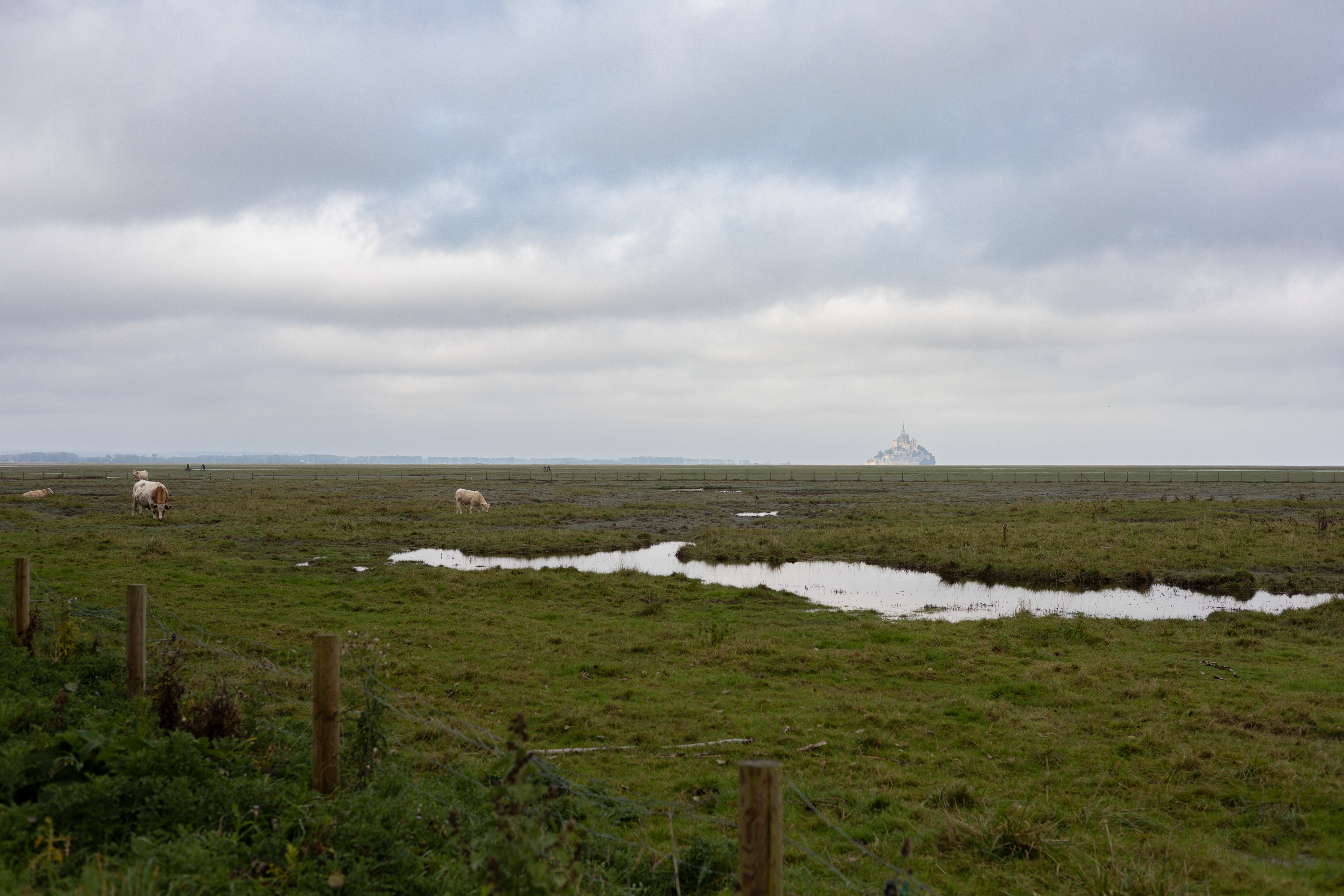 Pâturages du Mont-Saint-Michel - Manche, France