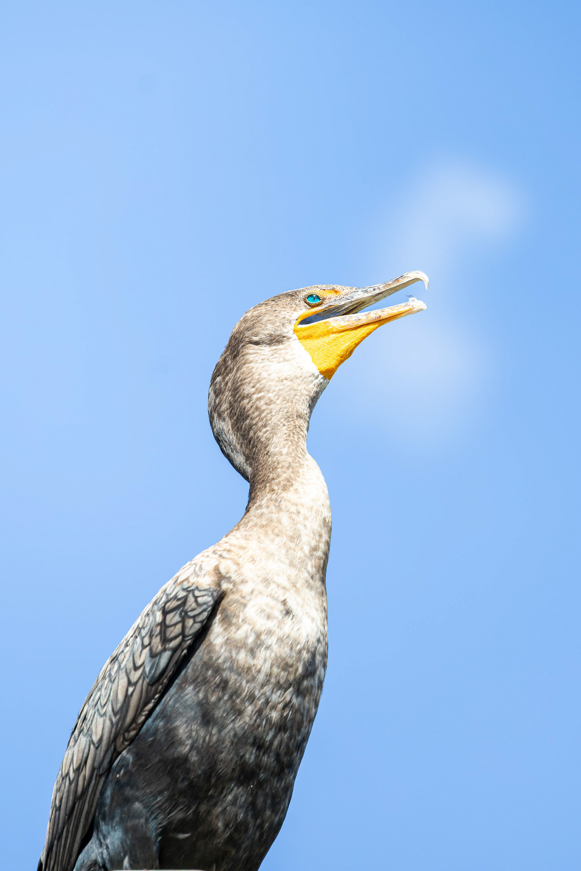 Cormoran à aigrettes - Everglades, Floride, USA