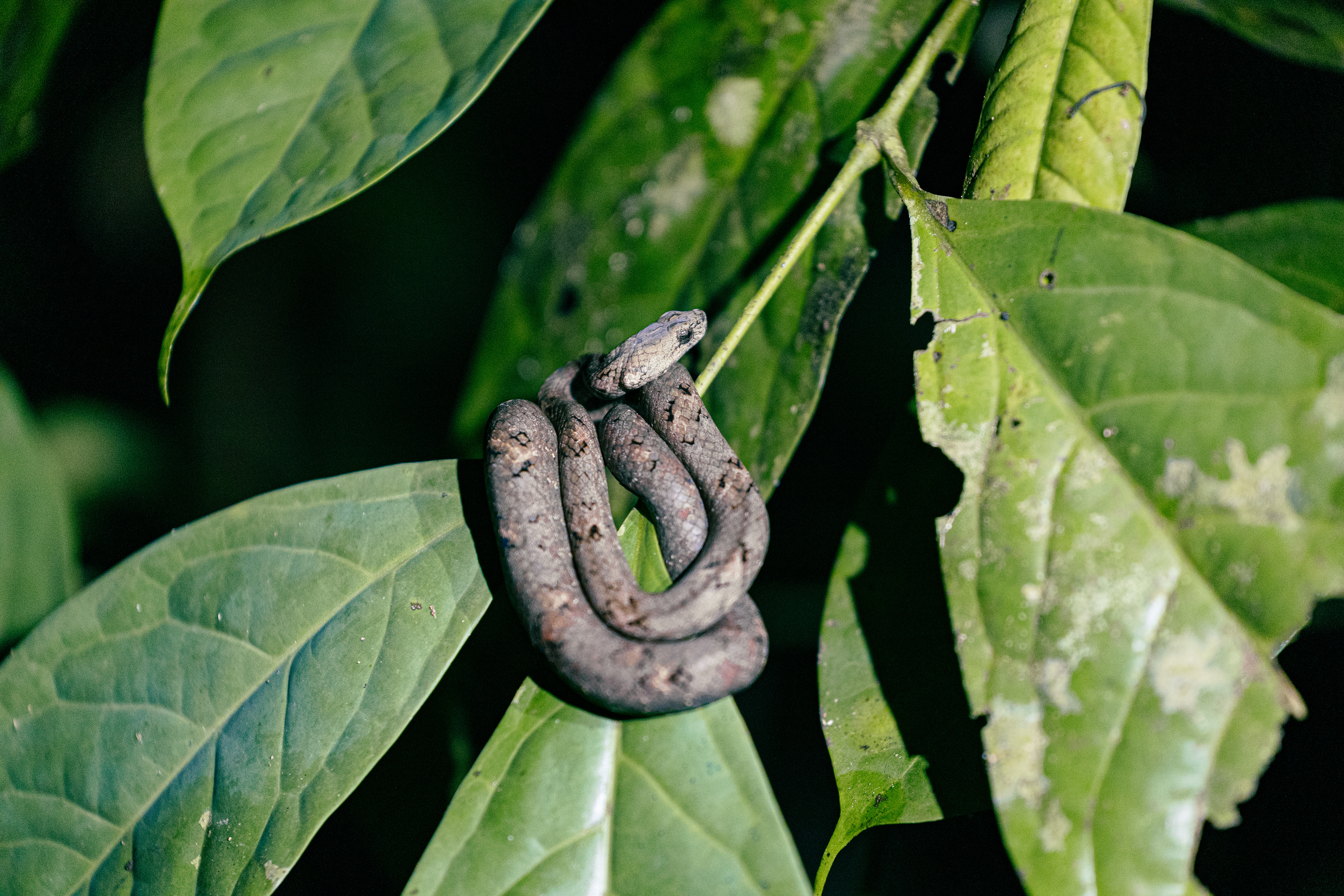 Boa - Kinabatangan River, Bornéo