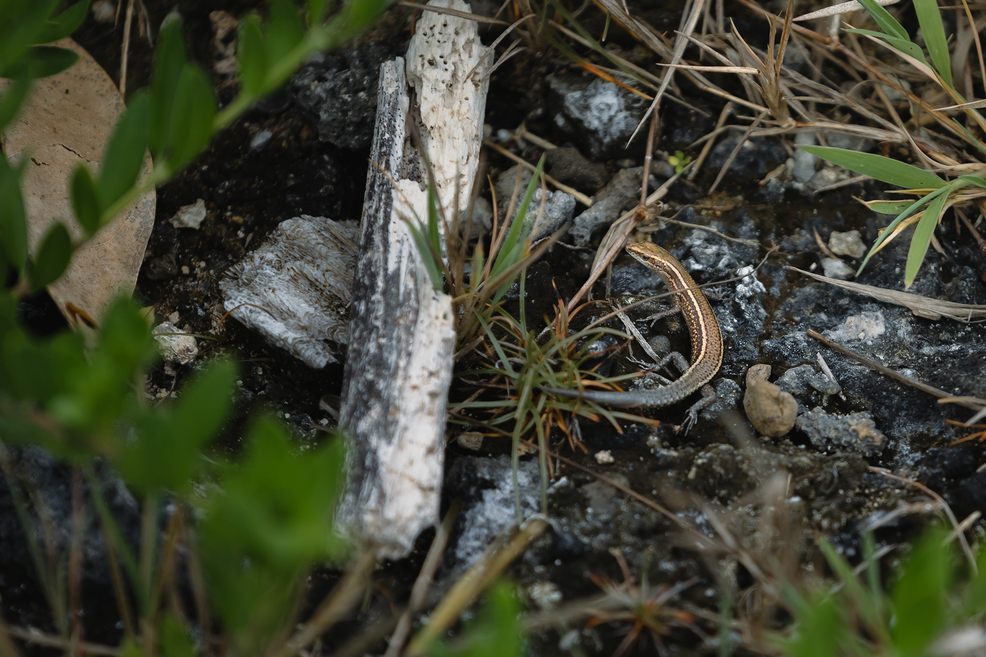 Lézard - Île d'Éfaté, Vanuatu