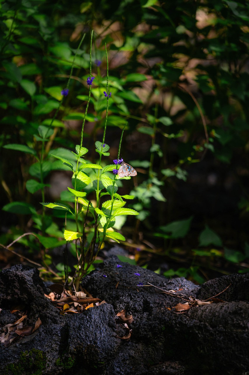 Champs de lave - Savai'i, Samoa