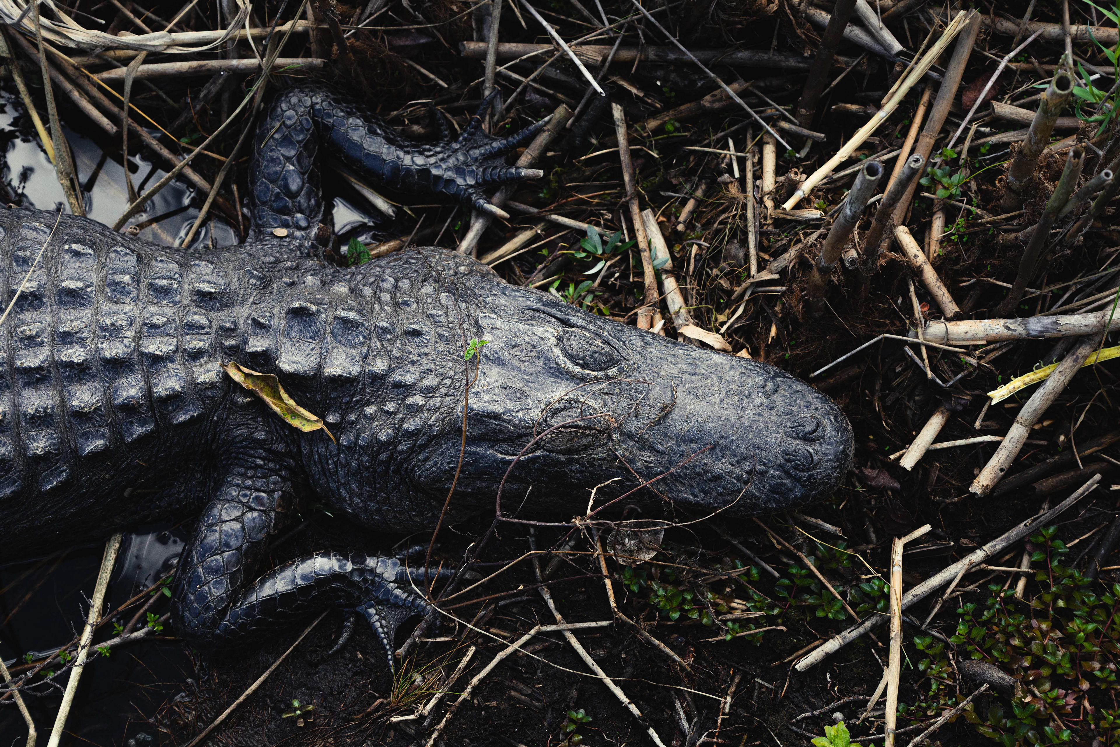 Alligator - Everglades, Floride, USA