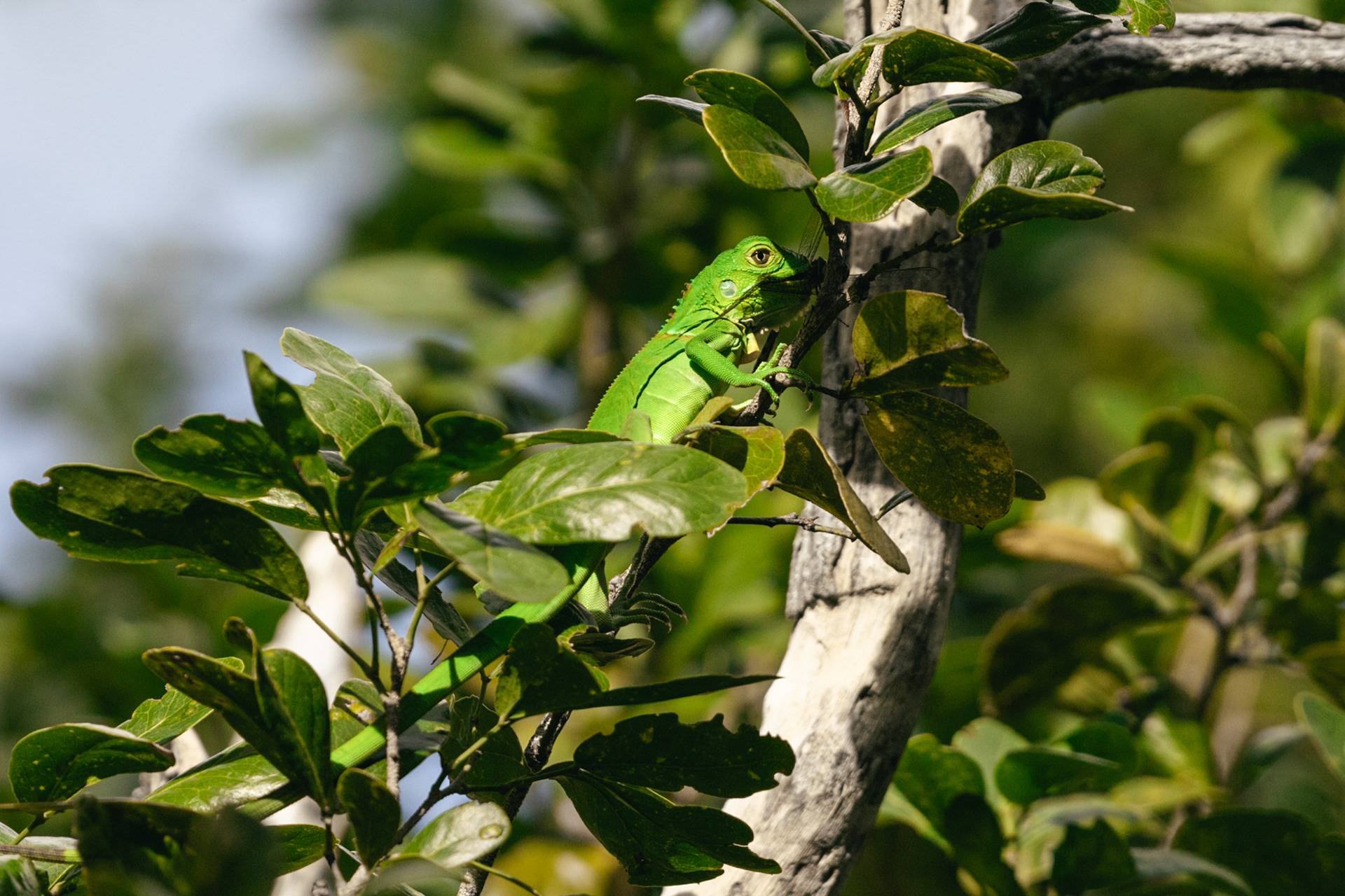 Iguane vert - Keys, Floride, USA